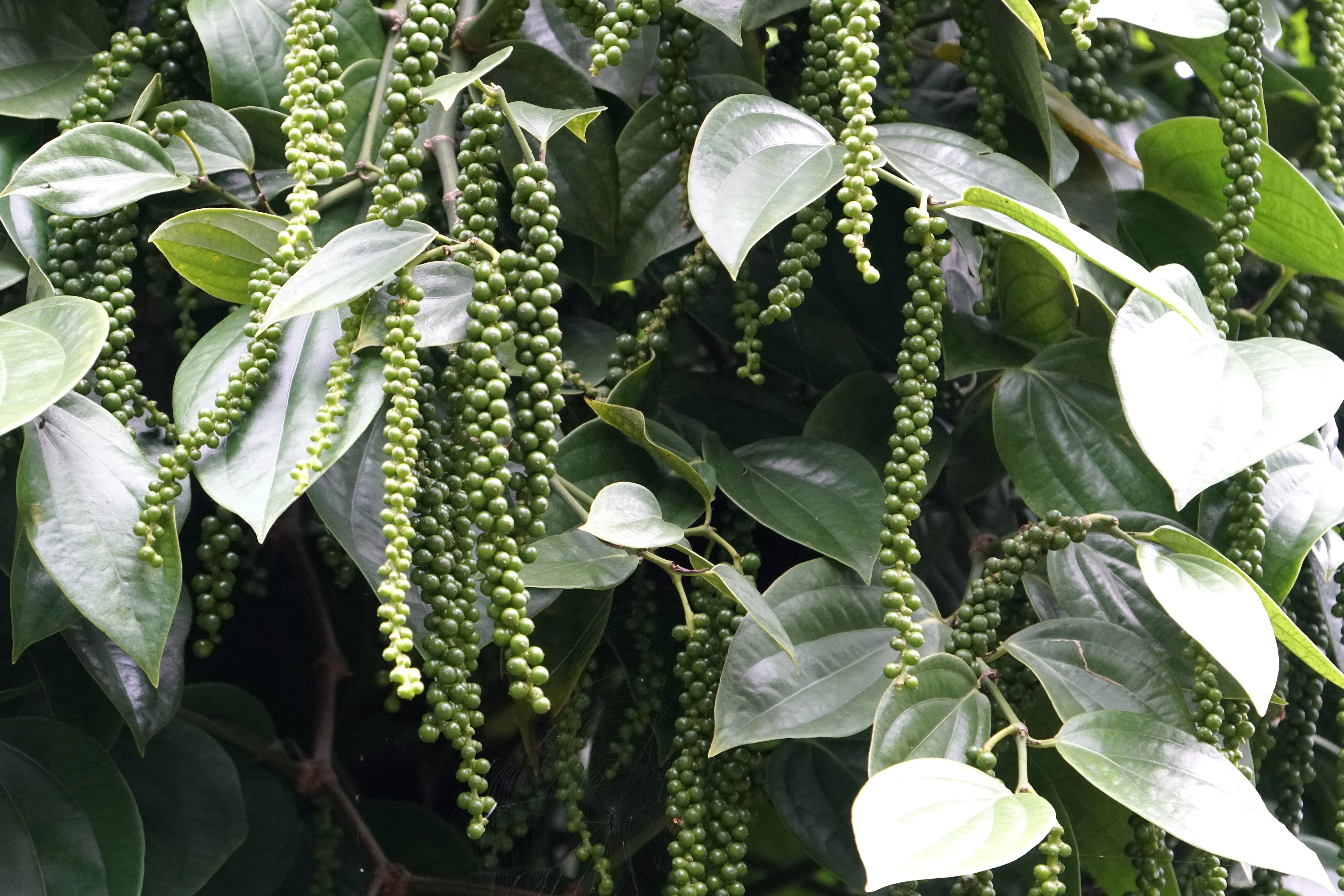 25 BLACK PEPPERCORN Black Pepper Piper Nigrum Spice Vine Seeds - Image 4