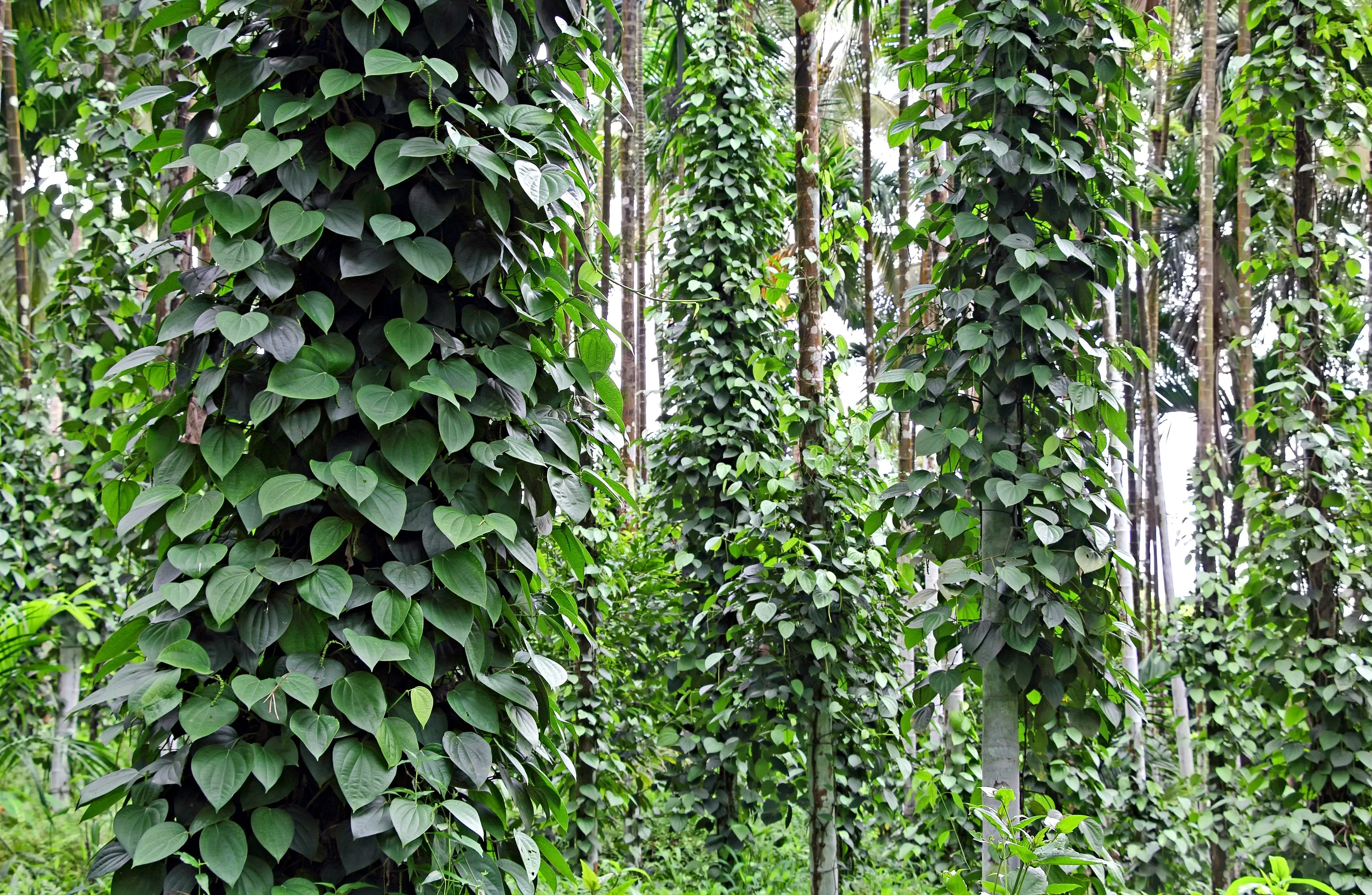 25 BLACK PEPPERCORN Black Pepper Piper Nigrum Spice Vine Seeds - Image 5