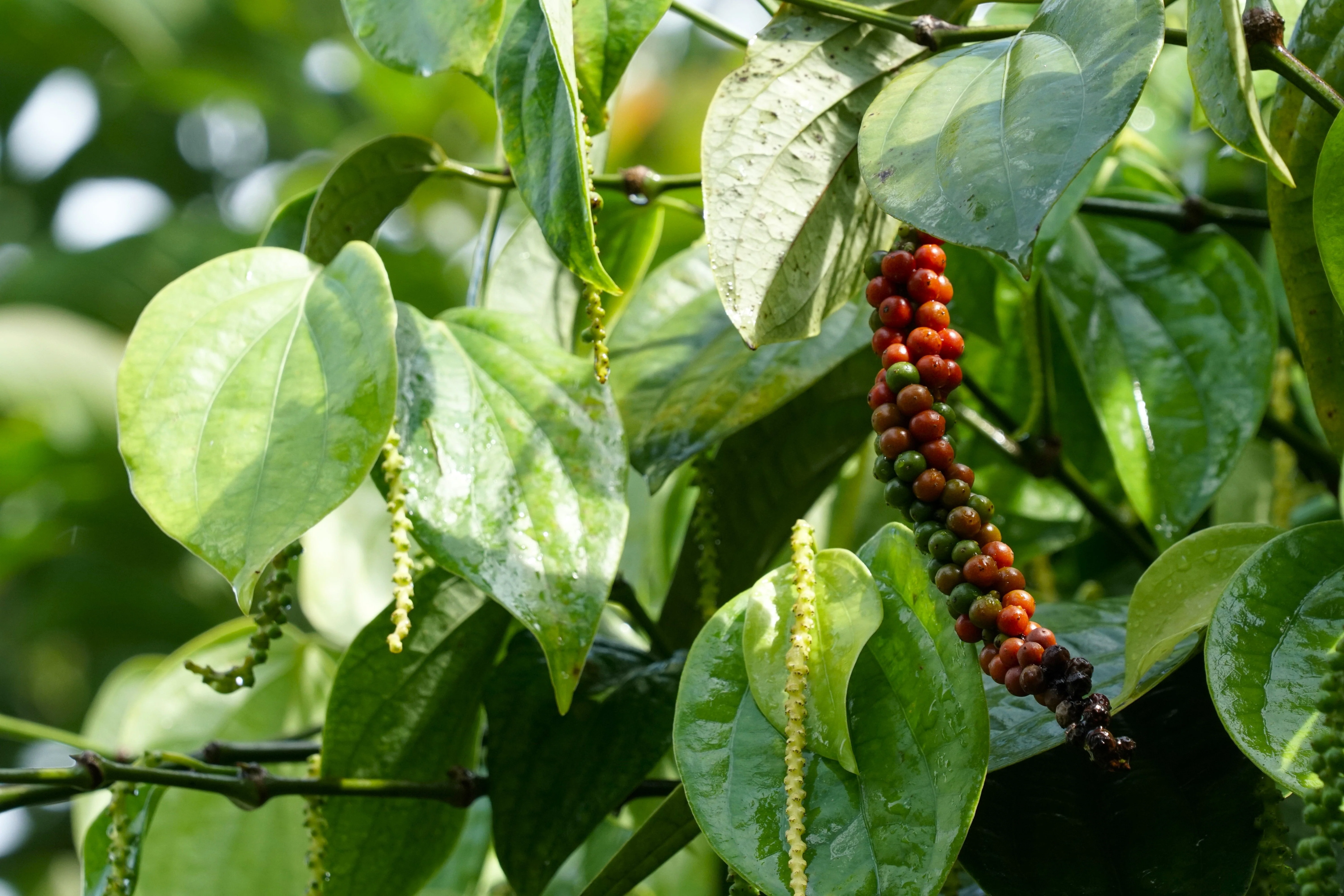 25 BLACK PEPPERCORN Black Pepper Piper Nigrum Spice Vine Seeds - Image 6