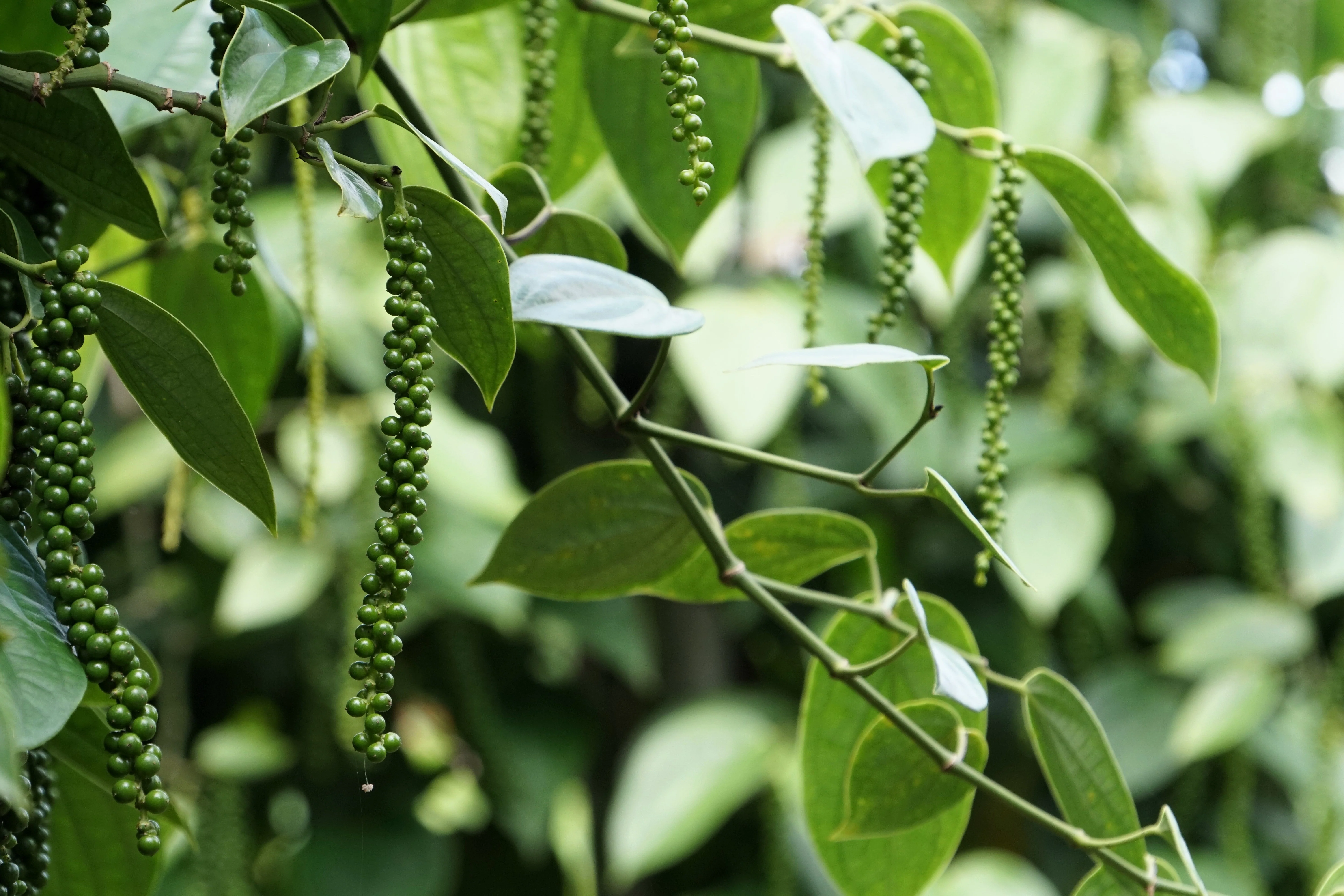 25 BLACK PEPPERCORN Black Pepper Piper Nigrum Spice Vine Seeds - Image 8