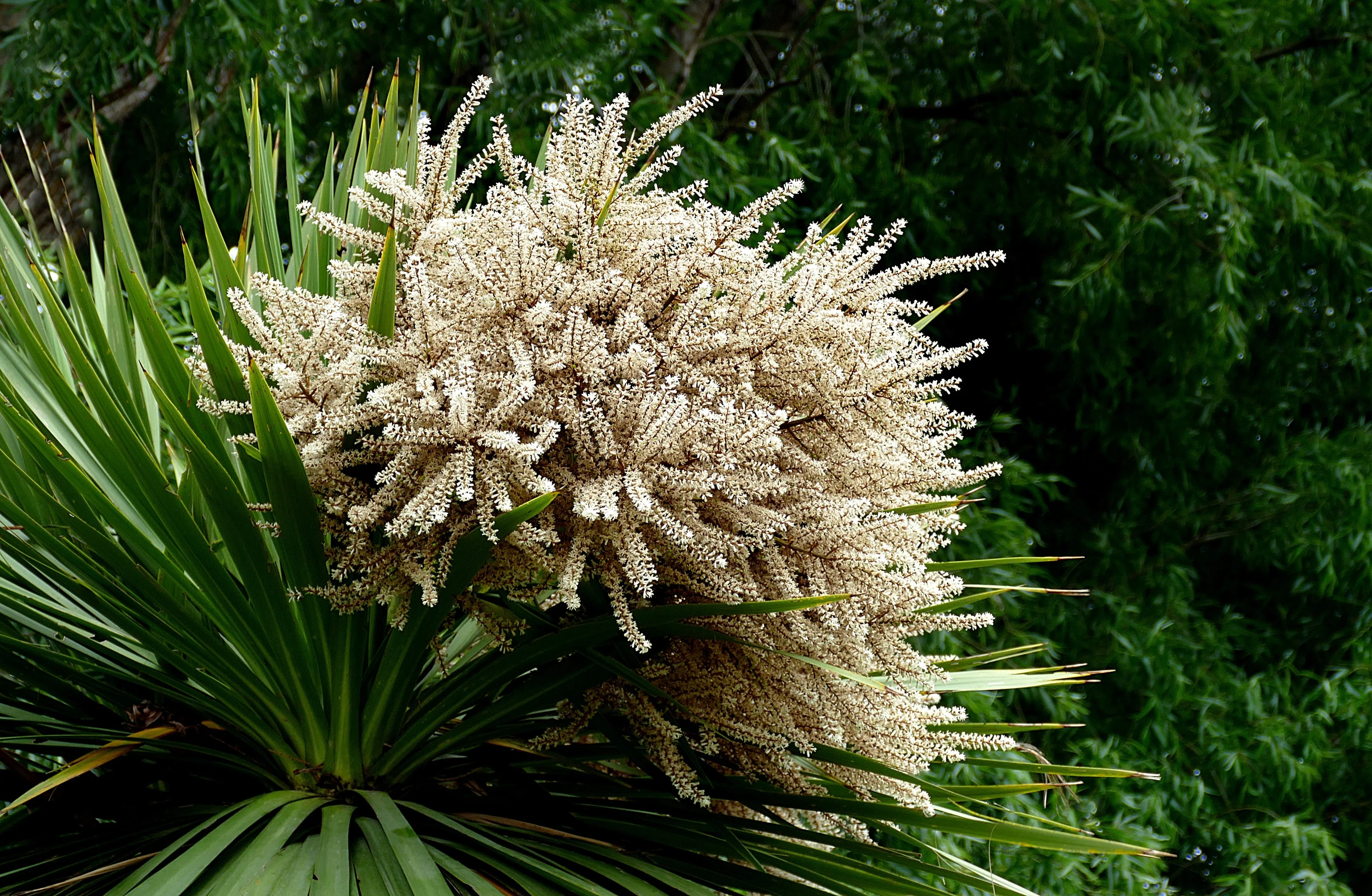 25 BLUE DRACAENA ( Spikes / Broad Leaved Cabbage Tree / Mountain Cabbage ) Cordyline Indivisa Flower Seeds - Image 2