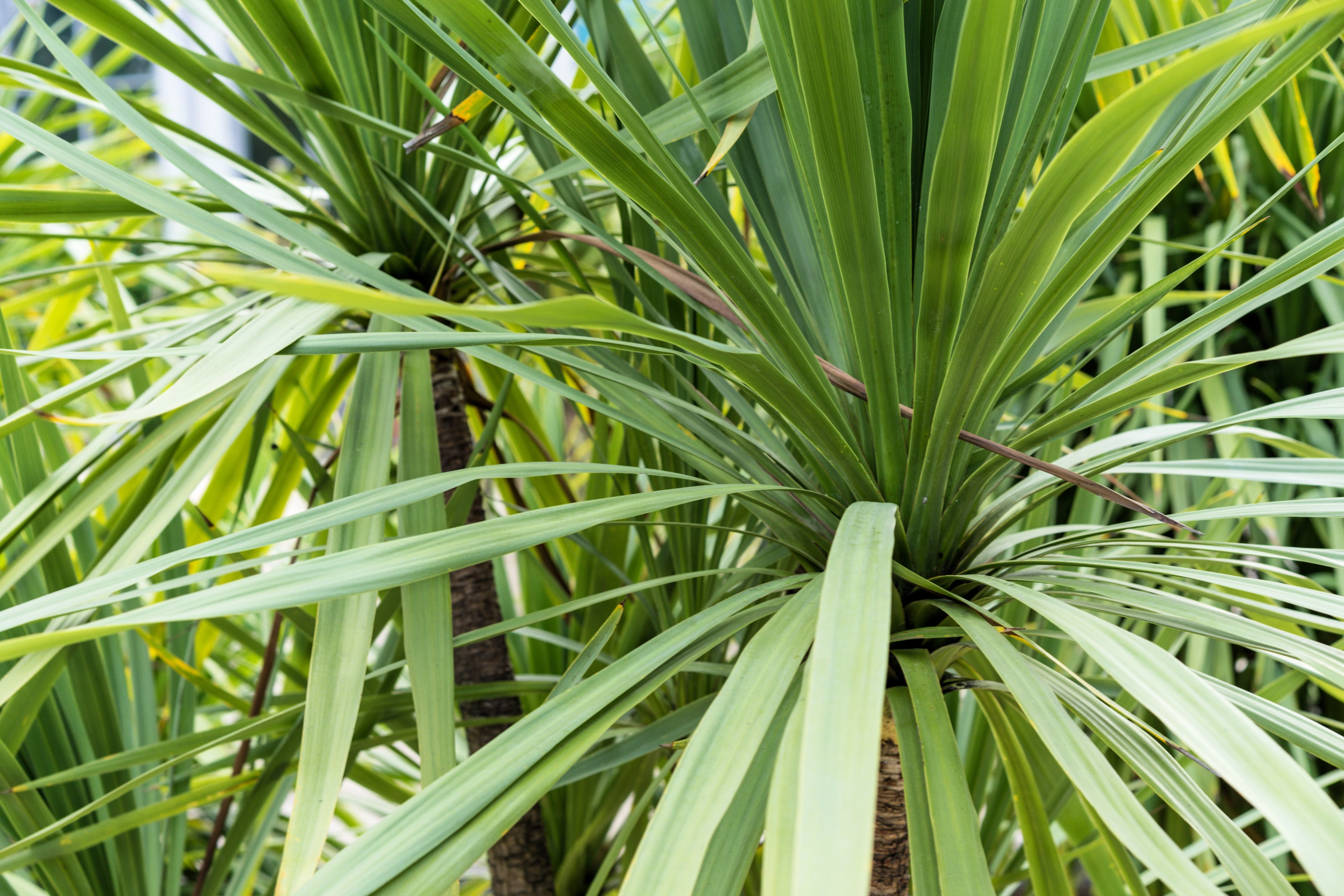 25 BLUE DRACAENA ( Spikes / Broad Leaved Cabbage Tree / Mountain Cabbage ) Cordyline Indivisa Flower Seeds - Image 4
