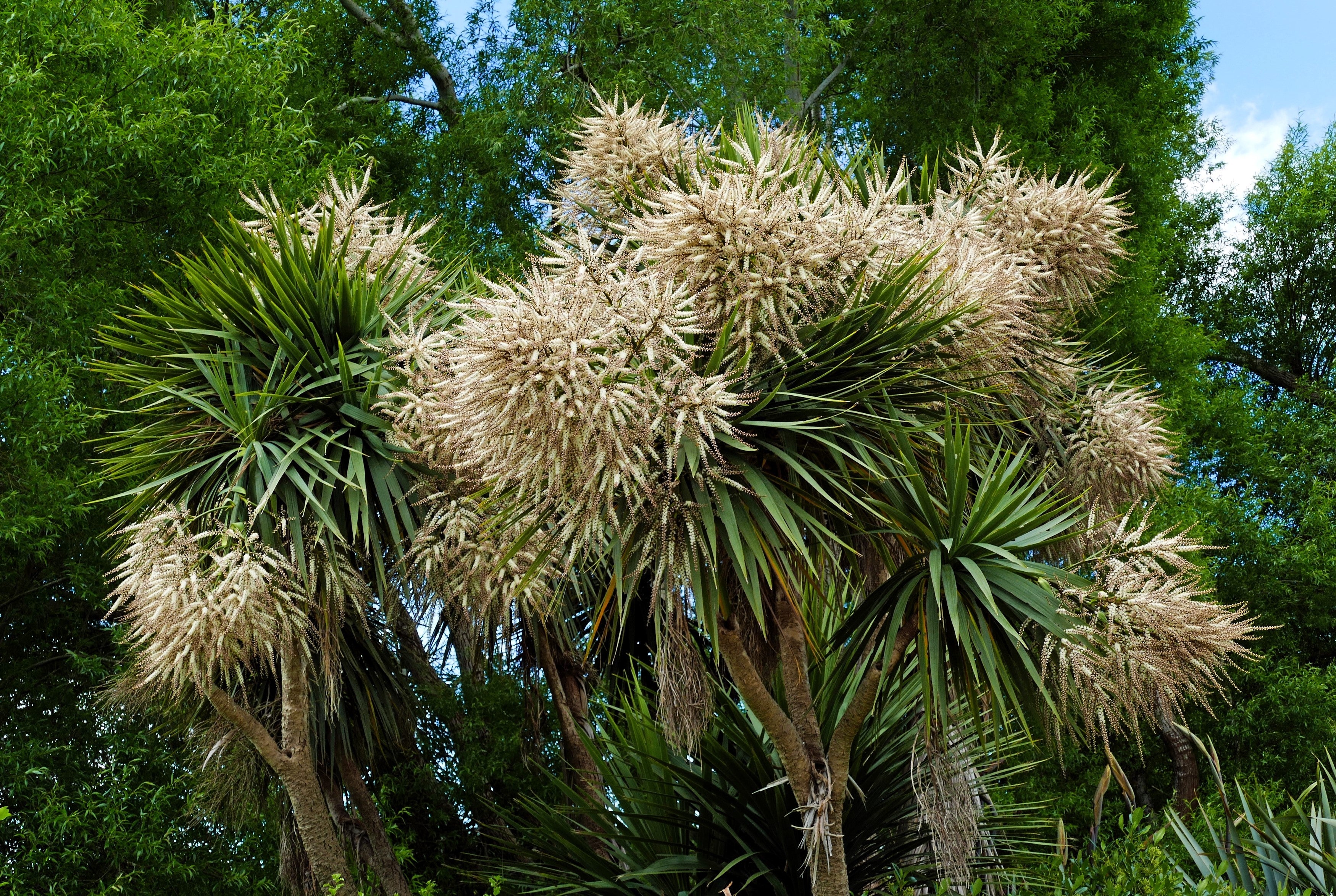 25 BLUE DRACAENA ( Spikes / Broad Leaved Cabbage Tree / Mountain Cabbage ) Cordyline Indivisa Flower Seeds - Image 5