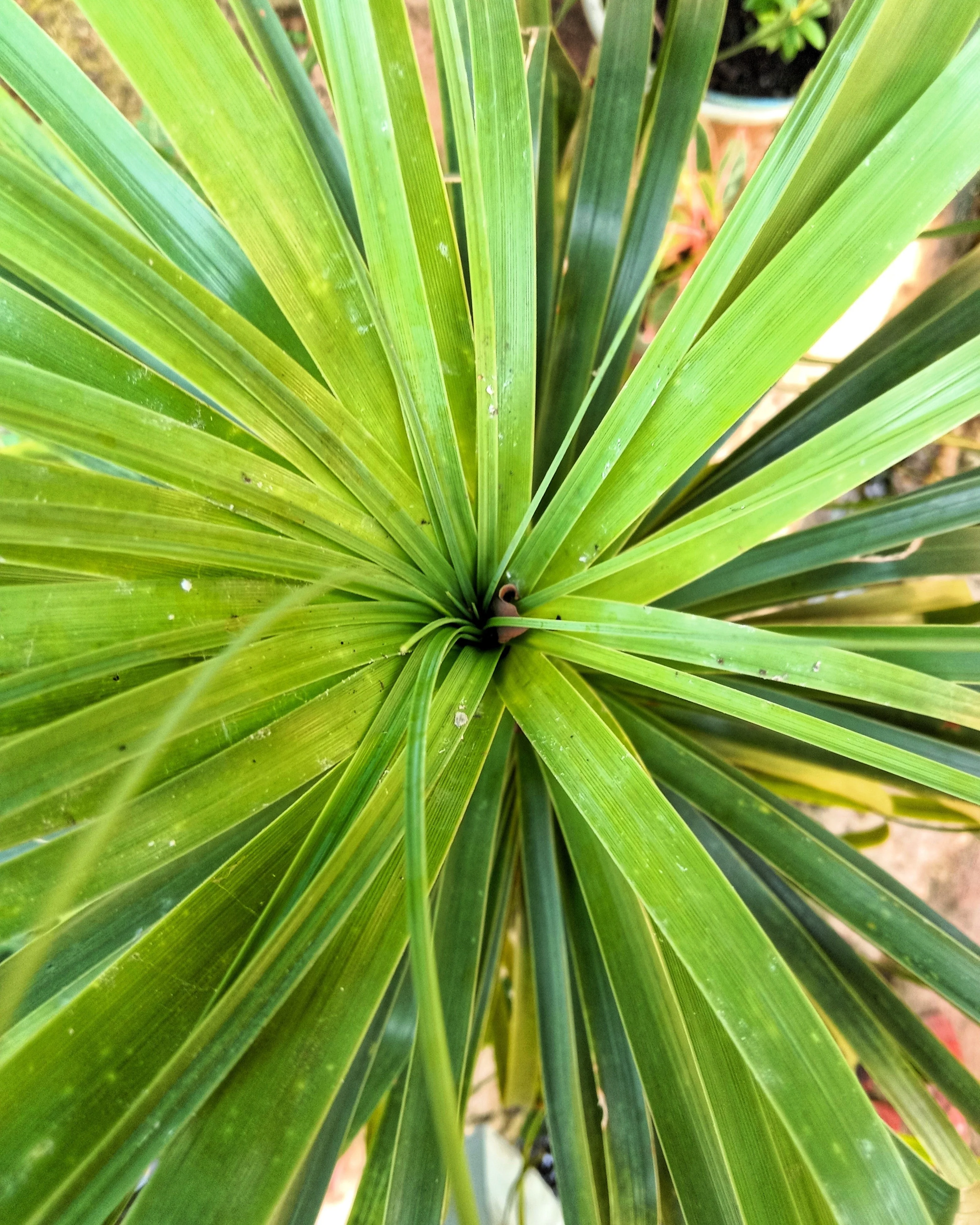 25 BLUE DRACAENA ( Spikes / Broad Leaved Cabbage Tree / Mountain Cabbage ) Cordyline Indivisa Flower Seeds - Image 6