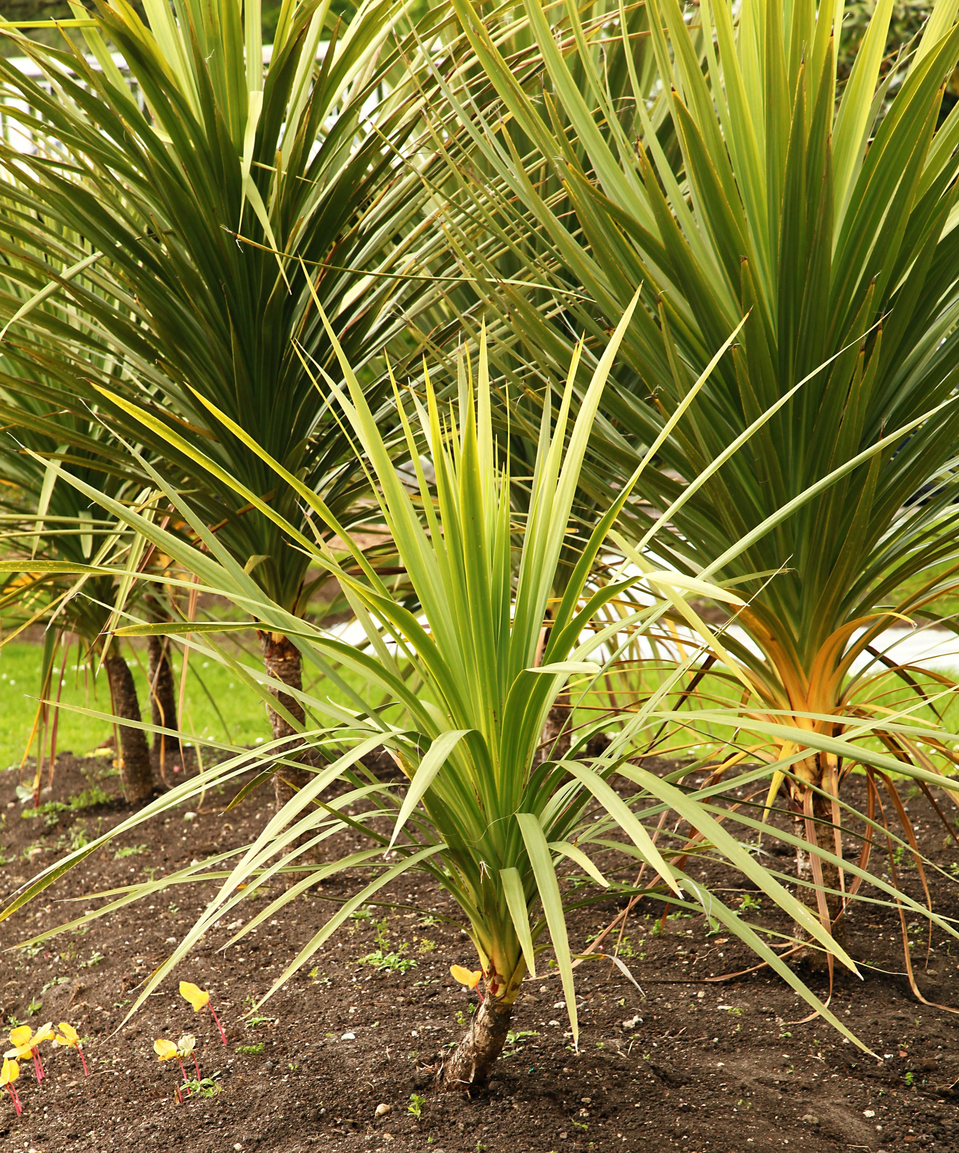 25 BLUE DRACAENA ( Spikes / Broad Leaved Cabbage Tree / Mountain Cabbage ) Cordyline Indivisa Flower Seeds - Image 7