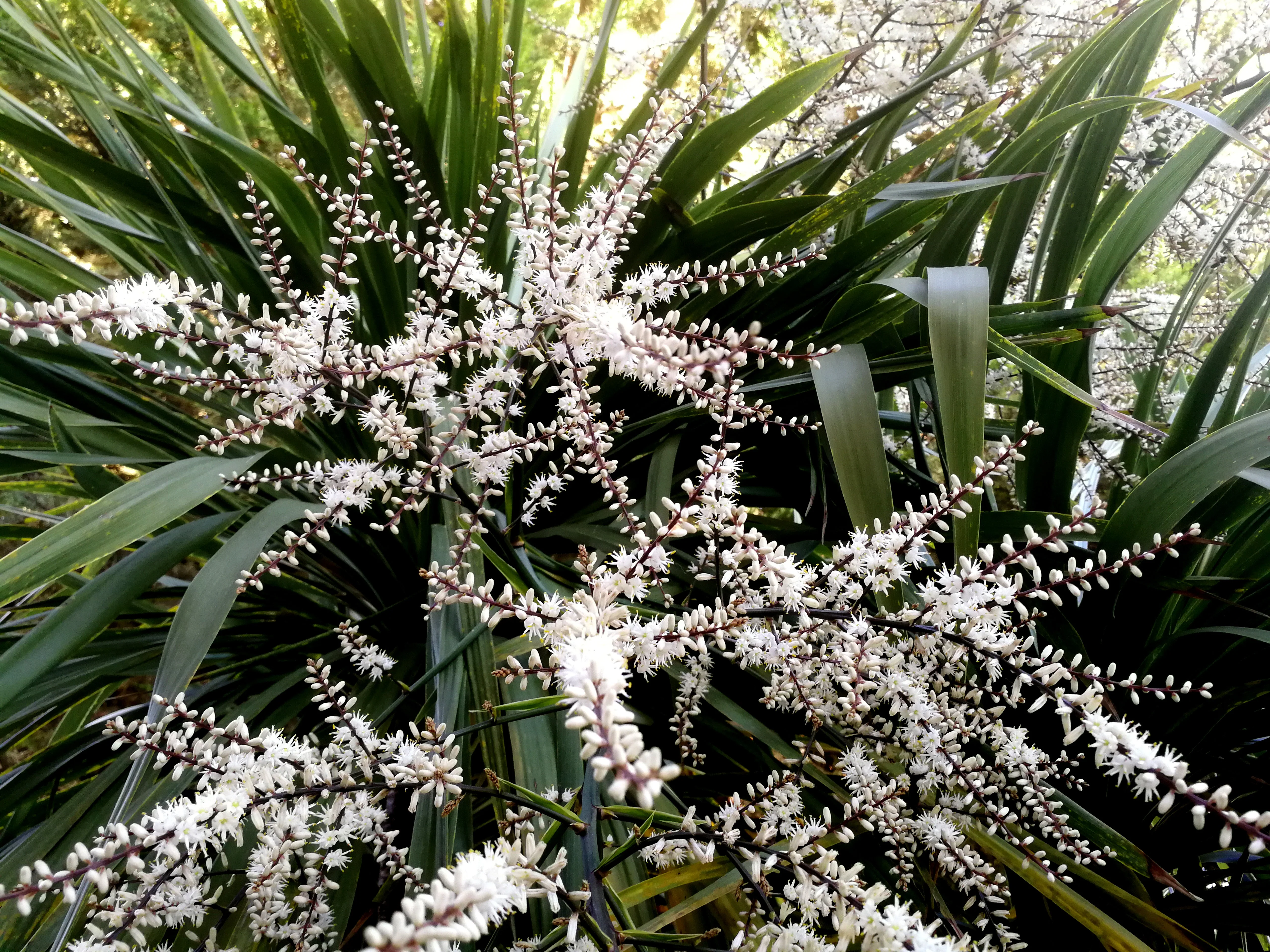 25 BLUE DRACAENA ( Spikes / Broad Leaved Cabbage Tree / Mountain Cabbage ) Cordyline Indivisa Flower Seeds - Image 8