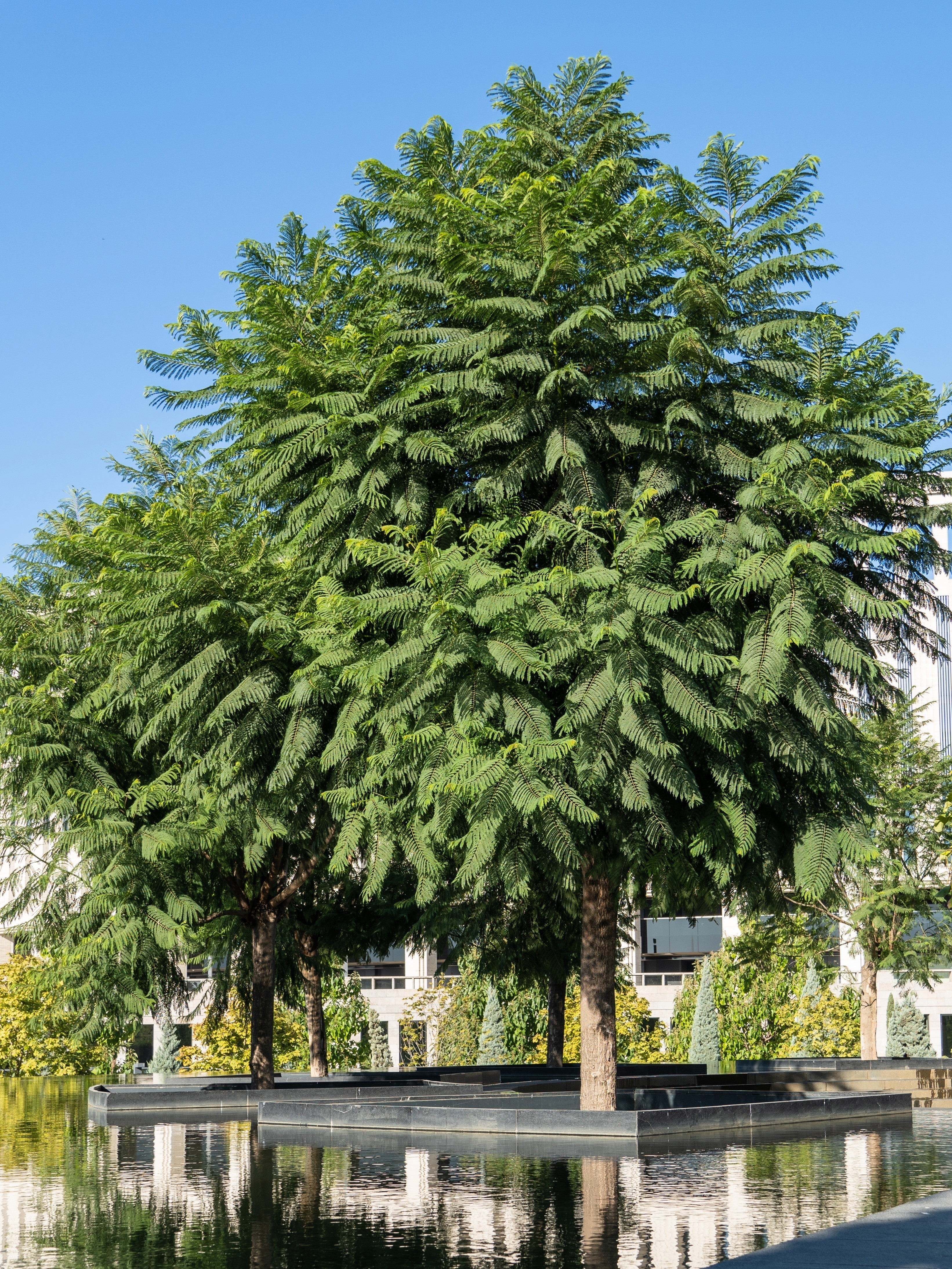 25 BLUE JACARANDA TREE ( Fern Tree / Brazilian Rose Wood / Green Ebony ) Jacaranda Mimosifolia Seeds - Image 10