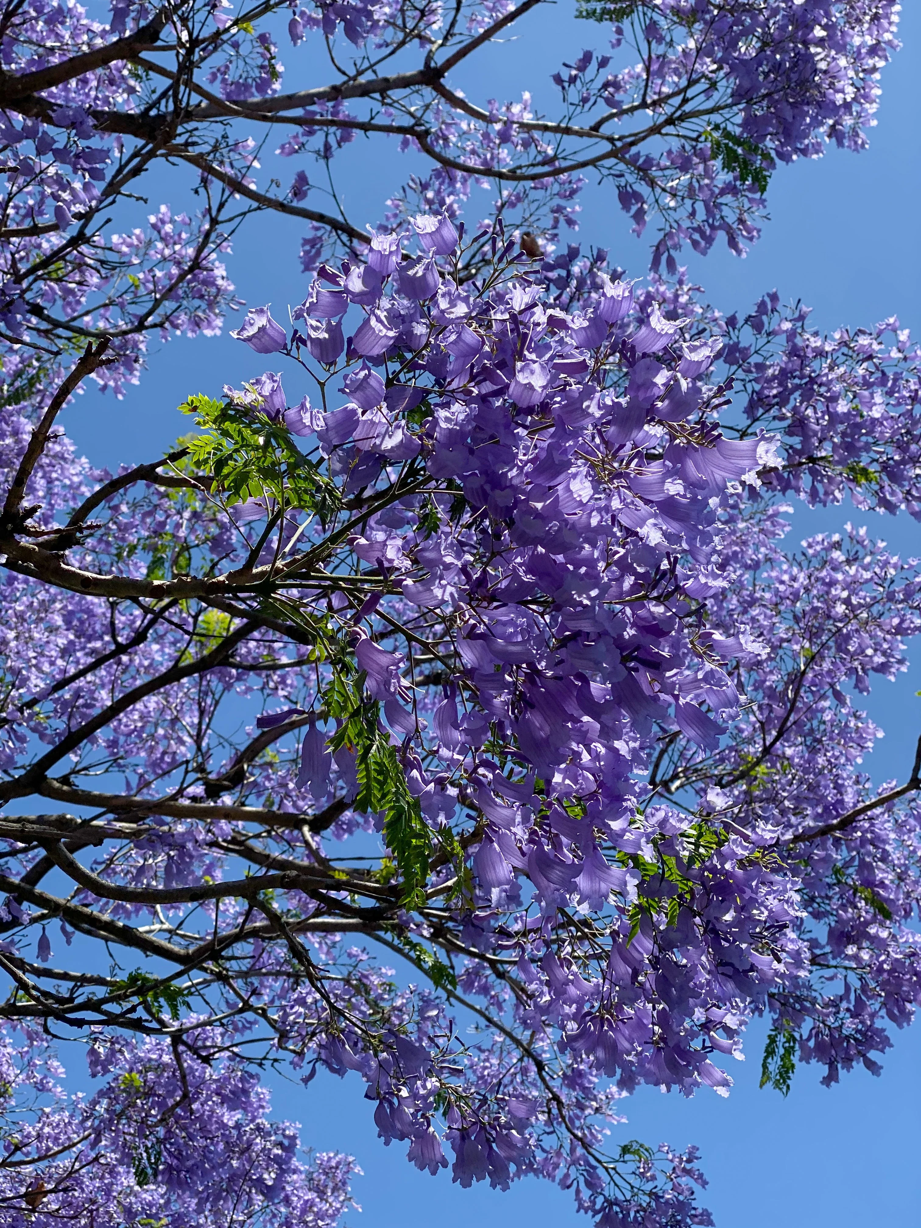 25 BLUE JACARANDA TREE ( Fern Tree / Brazilian Rose Wood / Green Ebony ) Jacaranda Mimosifolia Seeds - Image 11