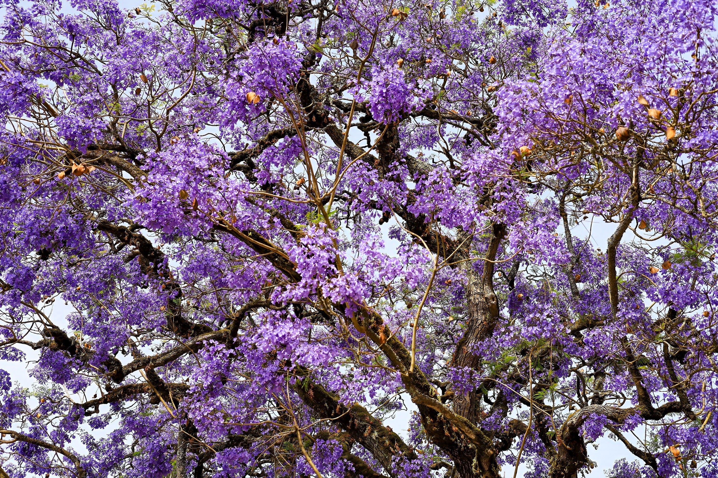 25 BLUE JACARANDA TREE ( Fern Tree / Brazilian Rose Wood / Green Ebony ) Jacaranda Mimosifolia Seeds - Image 12
