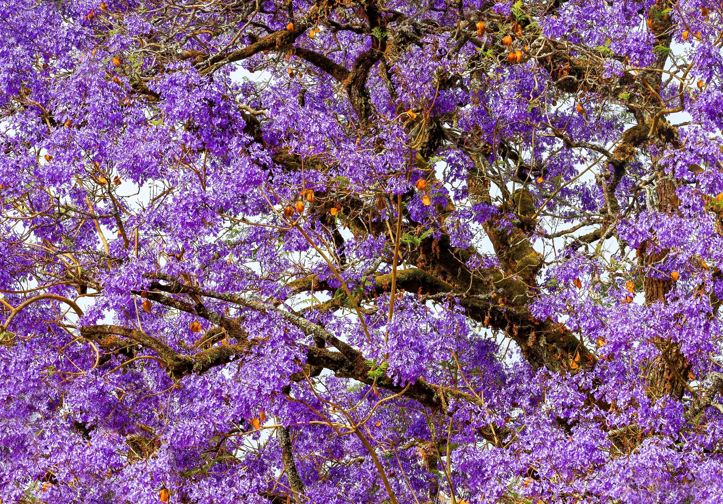 25 BLUE JACARANDA TREE ( Fern Tree / Brazilian Rose Wood / Green Ebony ) Jacaranda Mimosifolia Seeds - Image 13