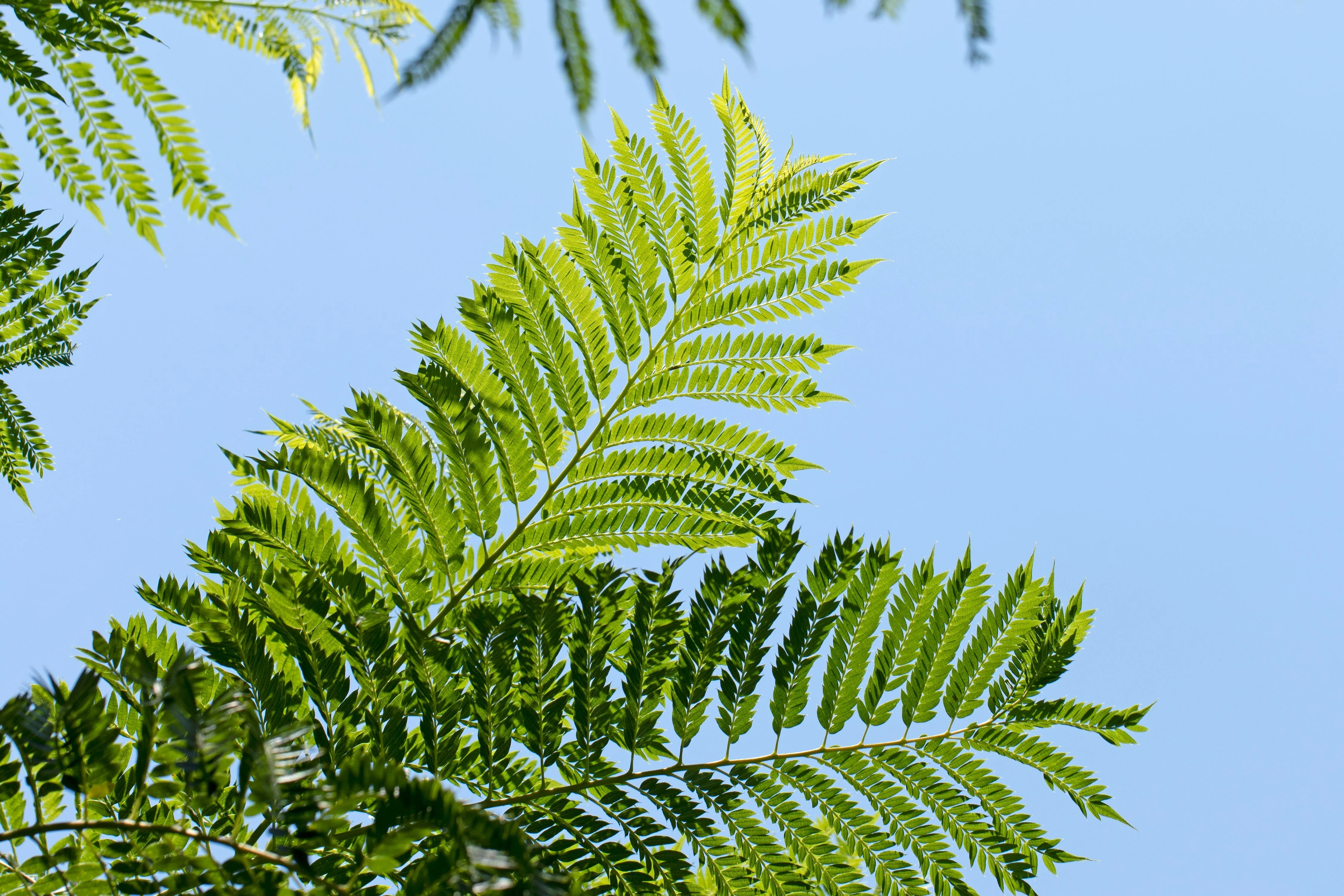 25 BLUE JACARANDA TREE ( Fern Tree / Brazilian Rose Wood / Green Ebony ) Jacaranda Mimosifolia Seeds - Image 14
