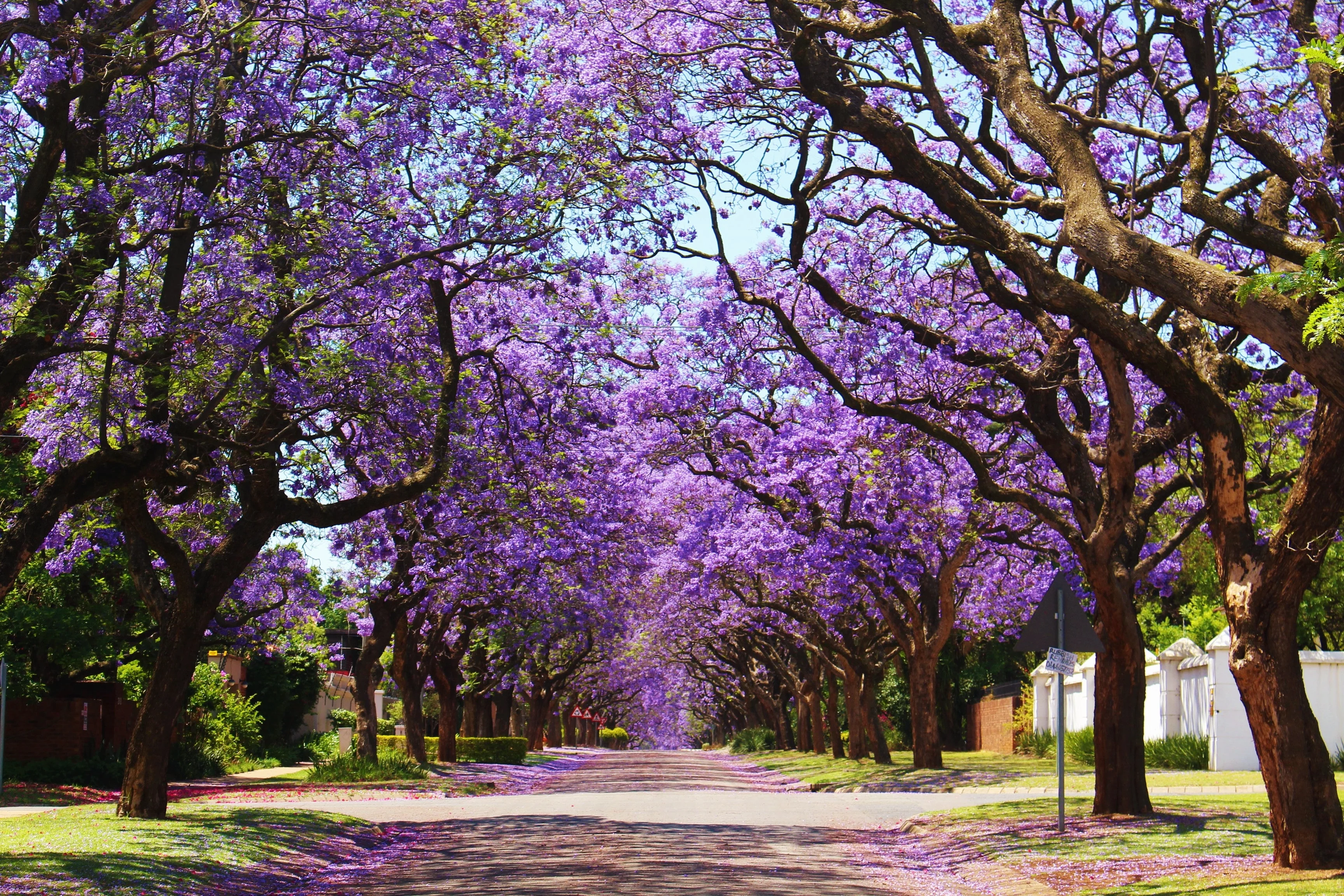 25 BLUE JACARANDA TREE ( Fern Tree / Brazilian Rose Wood / Green Ebony ) Jacaranda Mimosifolia Seeds - Image 2