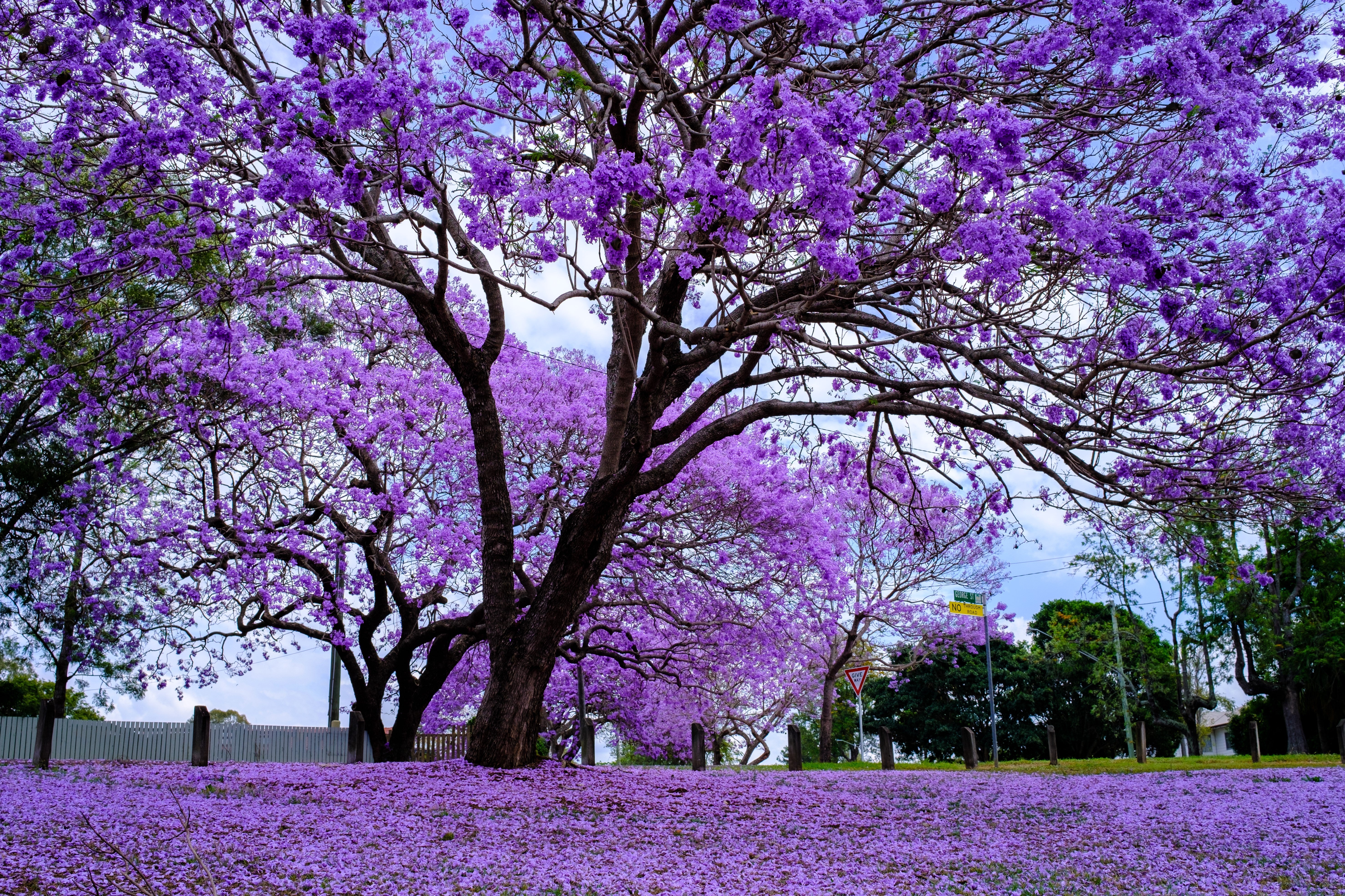 25 BLUE JACARANDA TREE ( Fern Tree / Brazilian Rose Wood / Green Ebony ) Jacaranda Mimosifolia Seeds - Image 3