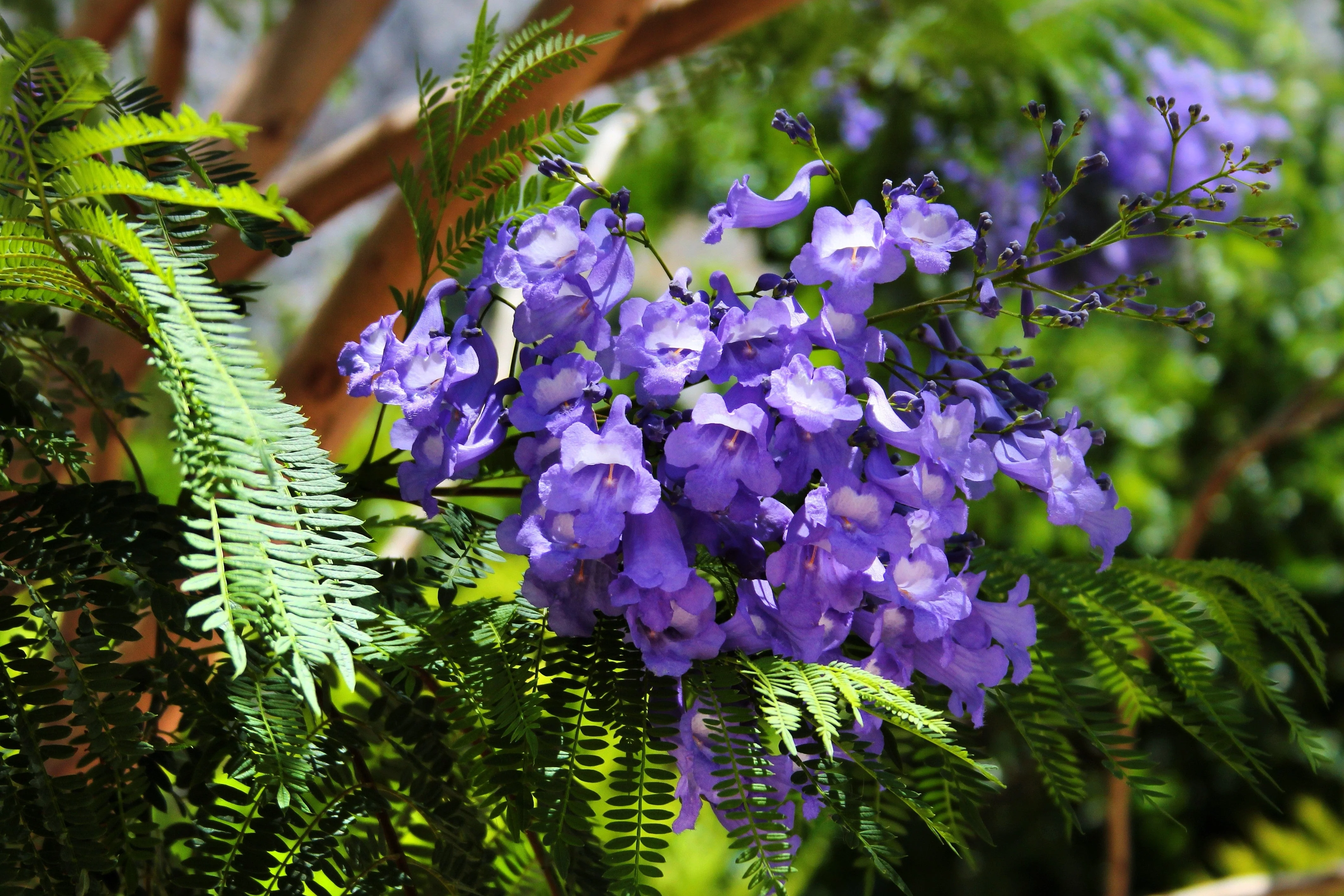 25 BLUE JACARANDA TREE ( Fern Tree / Brazilian Rose Wood / Green Ebony ) Jacaranda Mimosifolia Seeds - Image 4