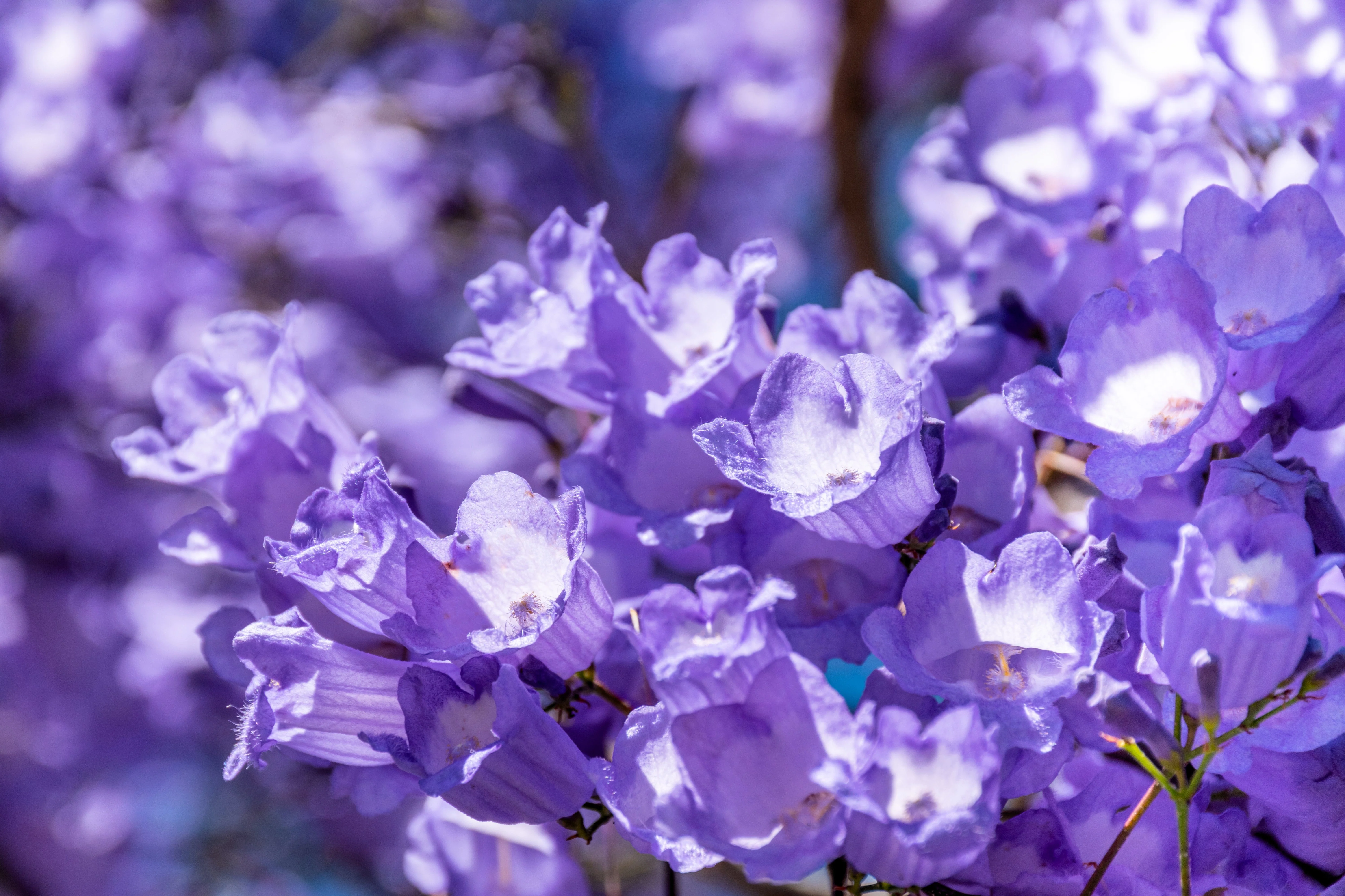 25 BLUE JACARANDA TREE ( Fern Tree / Brazilian Rose Wood / Green Ebony ) Jacaranda Mimosifolia Seeds - Image 5