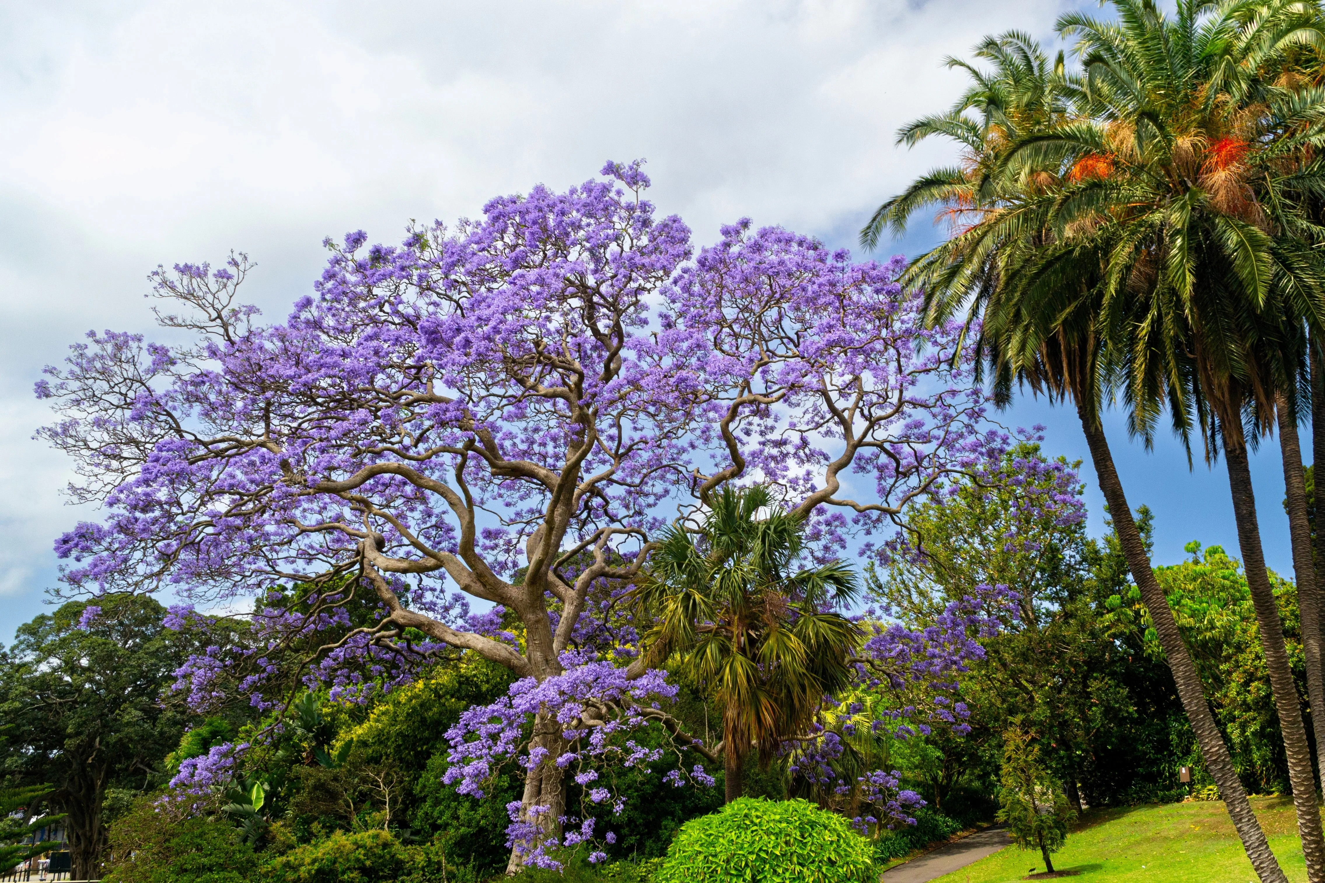 25 BLUE JACARANDA TREE ( Fern Tree / Brazilian Rose Wood / Green Ebony ) Jacaranda Mimosifolia Seeds - Image 6