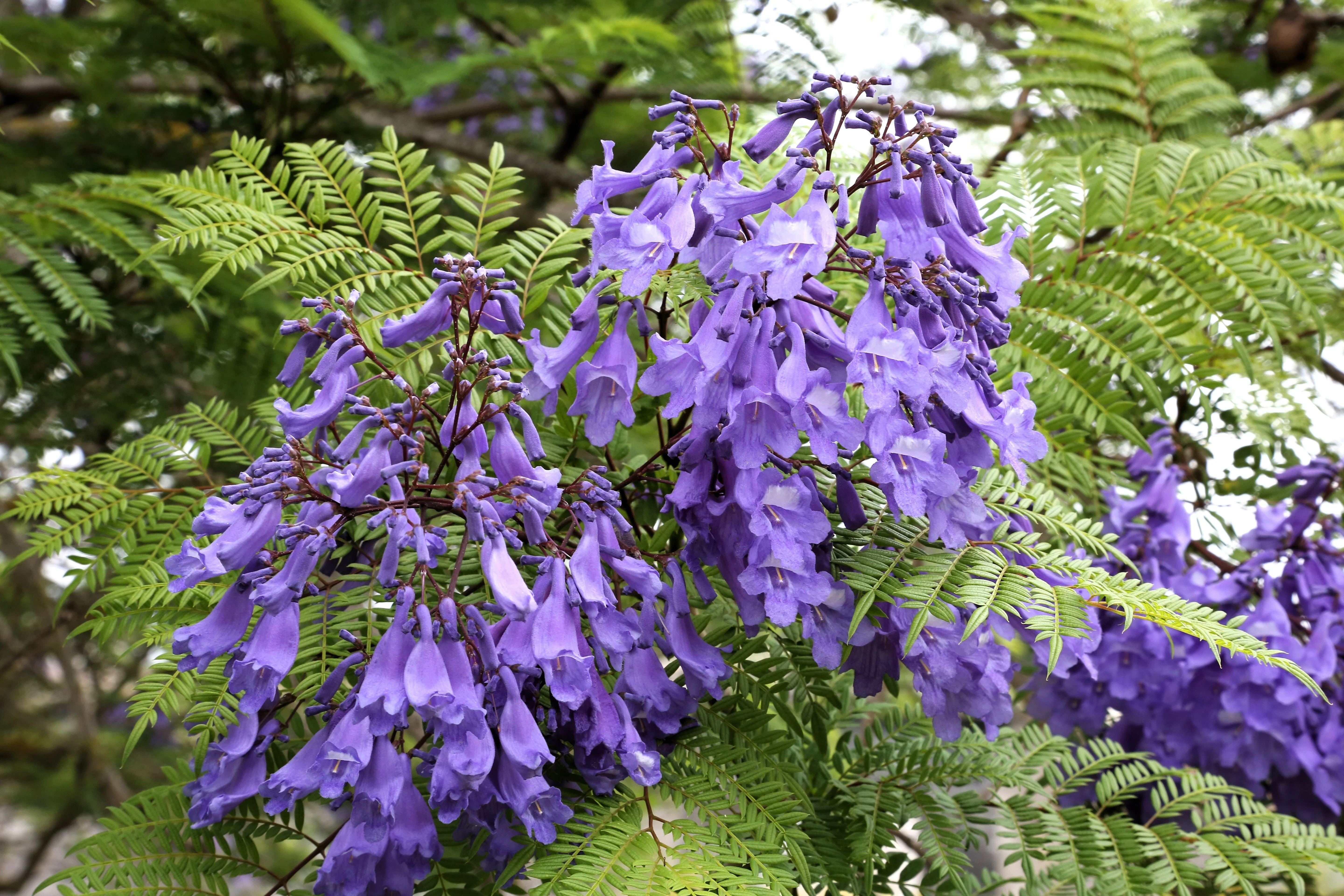 25 BLUE JACARANDA TREE ( Fern Tree / Brazilian Rose Wood / Green Ebony ) Jacaranda Mimosifolia Seeds - Image 7
