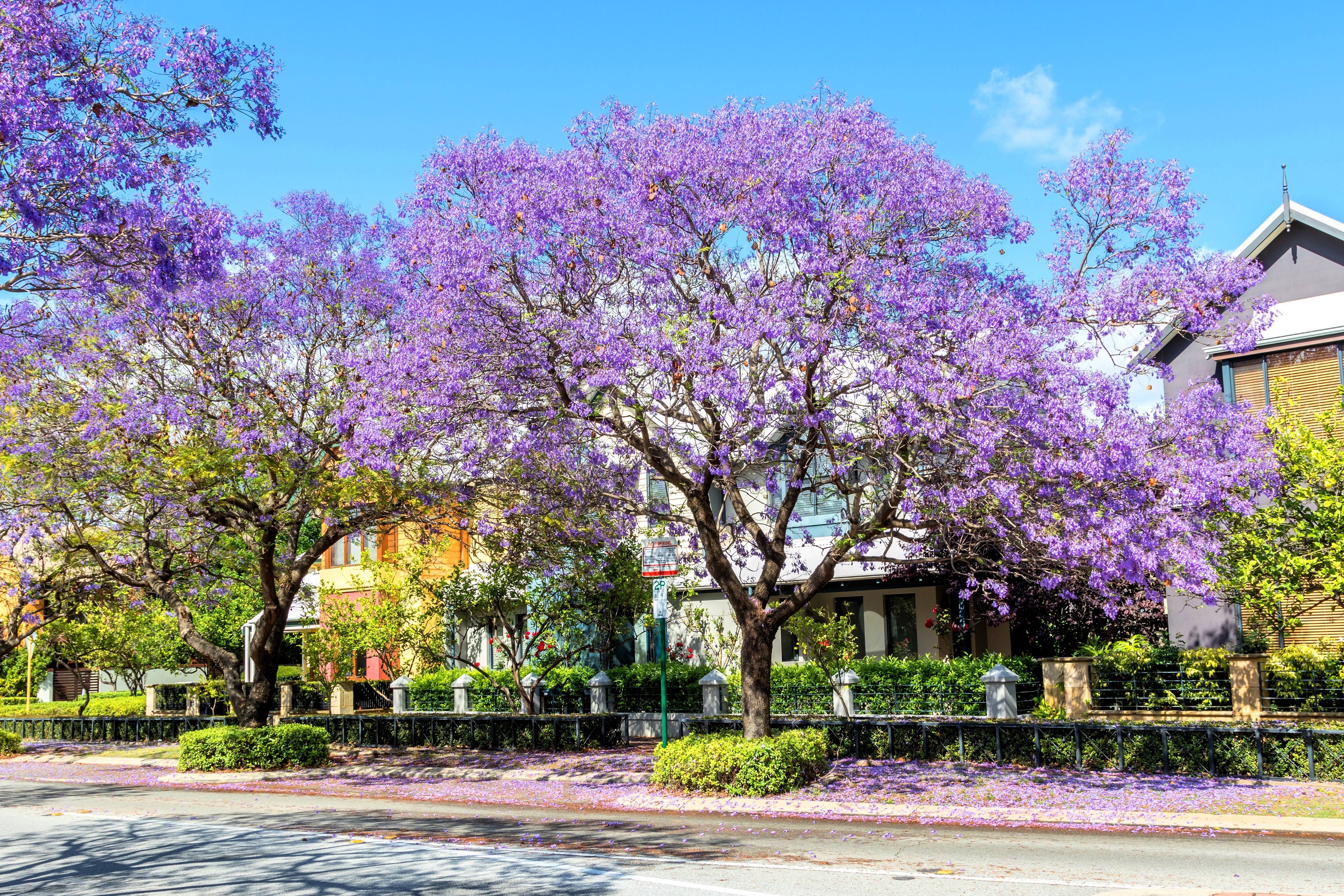 25 BLUE JACARANDA TREE ( Fern Tree / Brazilian Rose Wood / Green Ebony ) Jacaranda Mimosifolia Seeds - Image 8
