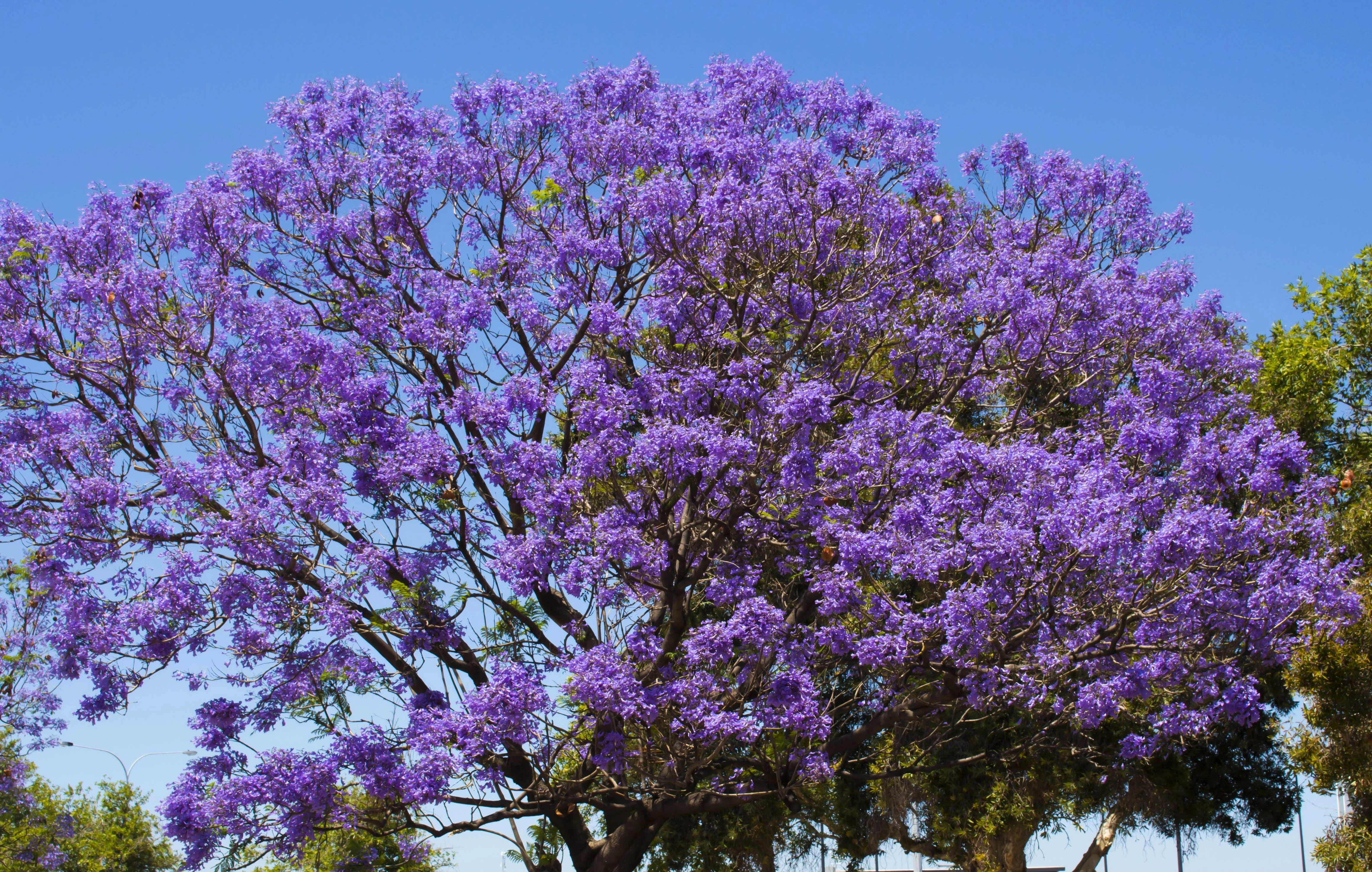 25 BLUE JACARANDA TREE ( Fern Tree / Brazilian Rose Wood / Green Ebony ) Jacaranda Mimosifolia Seeds - Image 9