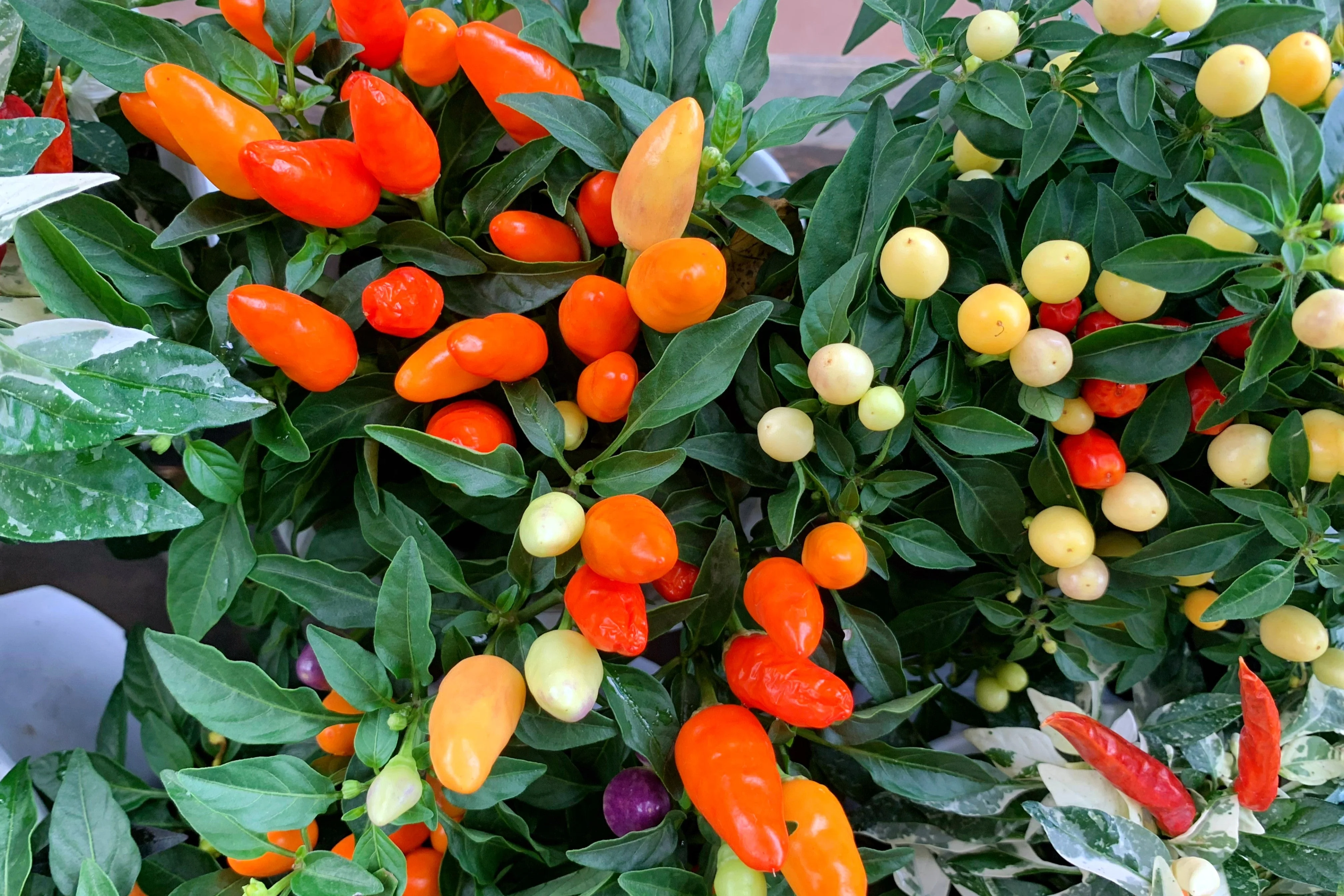 25 BOLIVIAN RAINBOW PEPPER Multi Colored Chili Capsicum Annuum Vegetable Seeds - Image 3