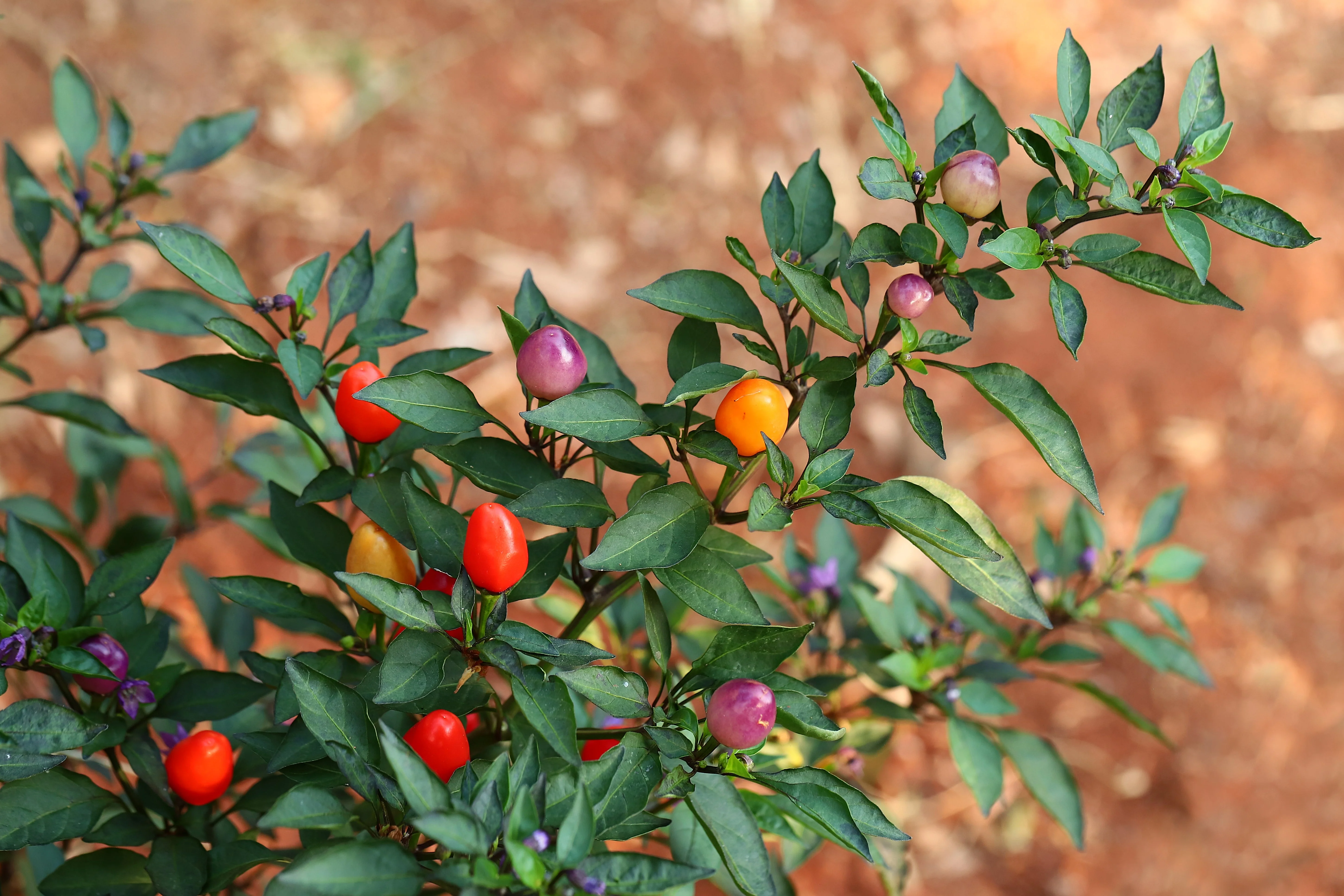 25 BOLIVIAN RAINBOW PEPPER Multi Colored Chili Capsicum Annuum Vegetable Seeds - Image 4