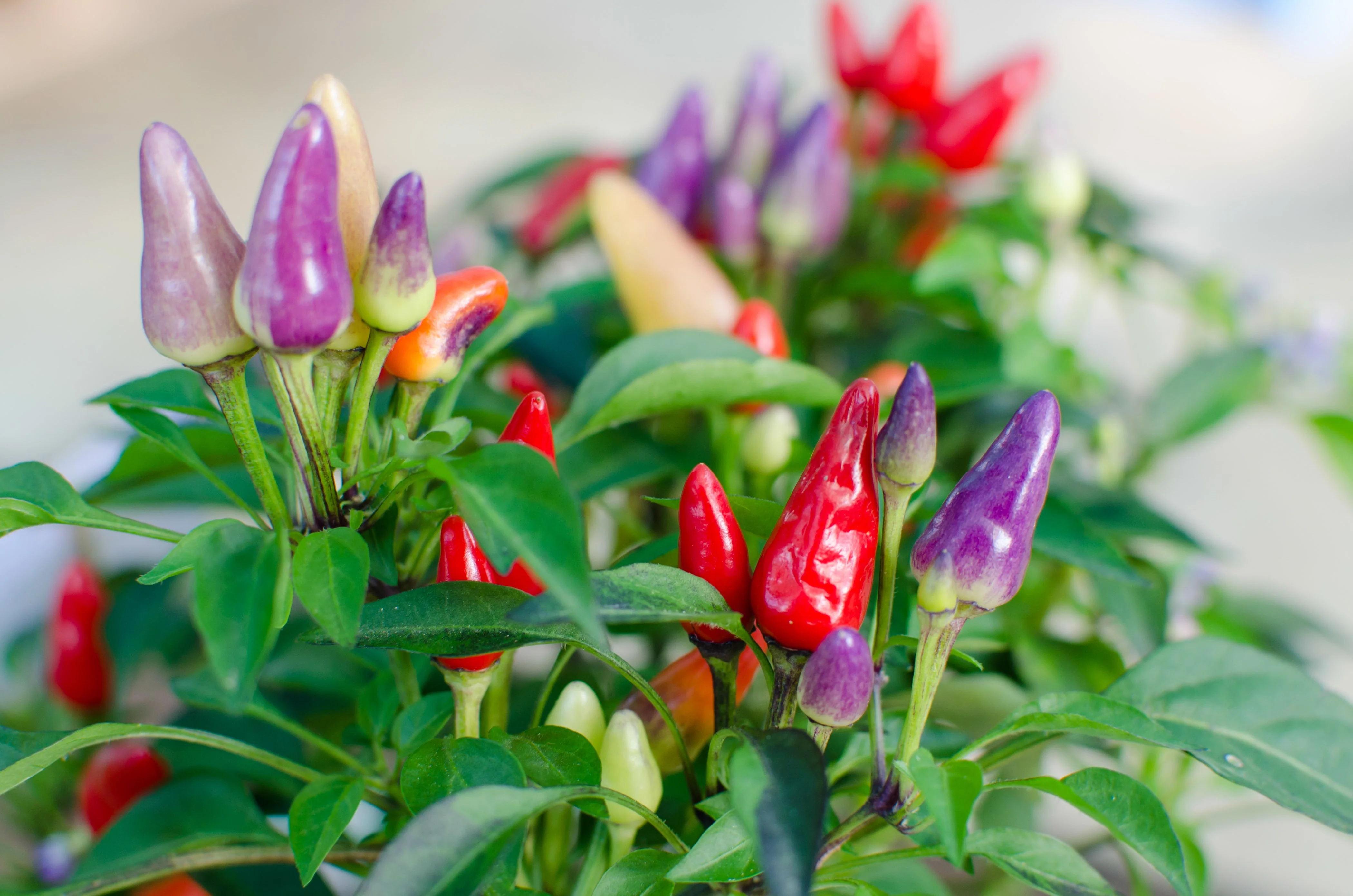 25 BOLIVIAN RAINBOW PEPPER Multi Colored Chili Capsicum Annuum Vegetable Seeds - Image 5