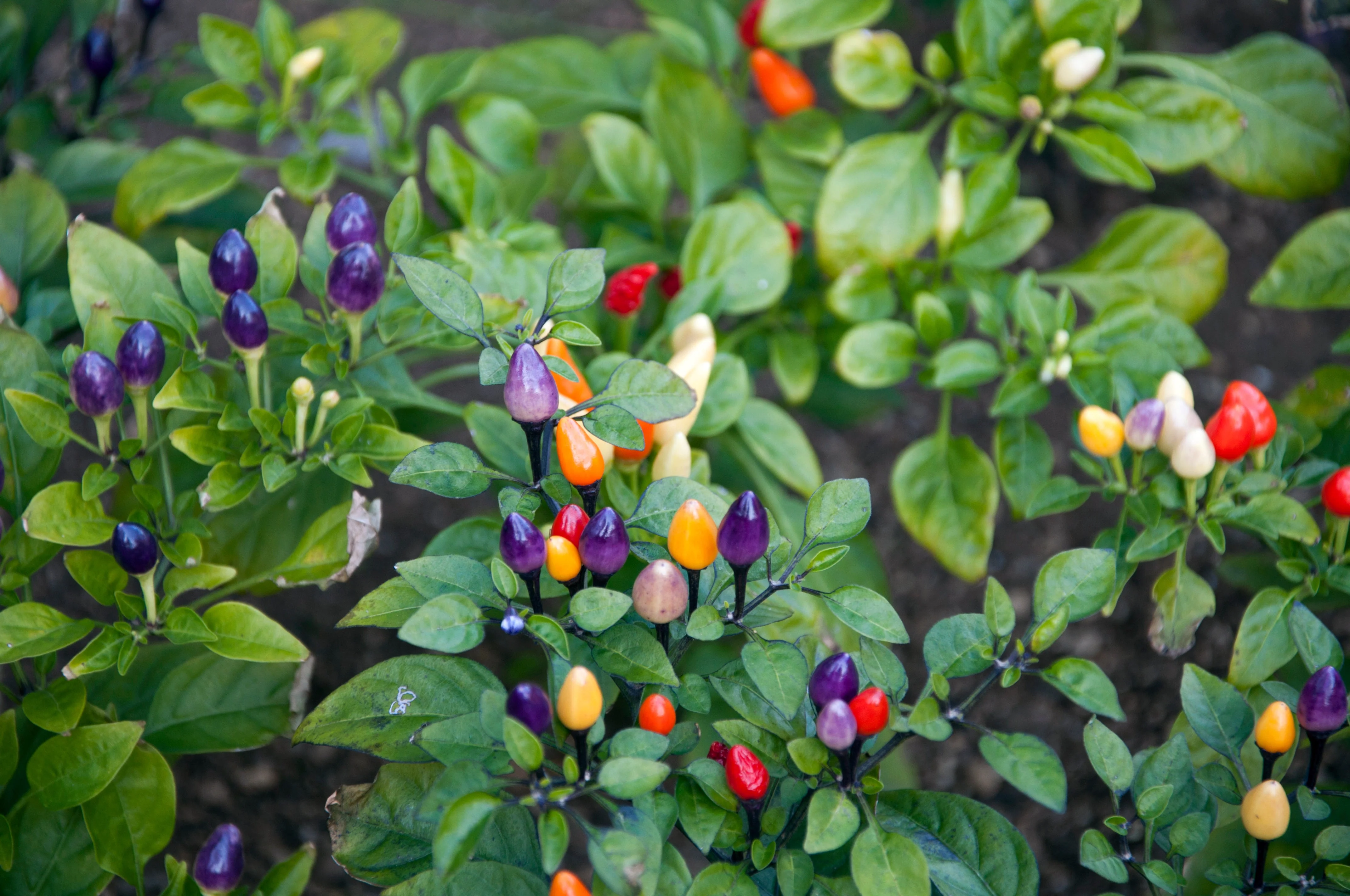 25 BOLIVIAN RAINBOW PEPPER Multi Colored Chili Capsicum Annuum Vegetable Seeds - Image 6