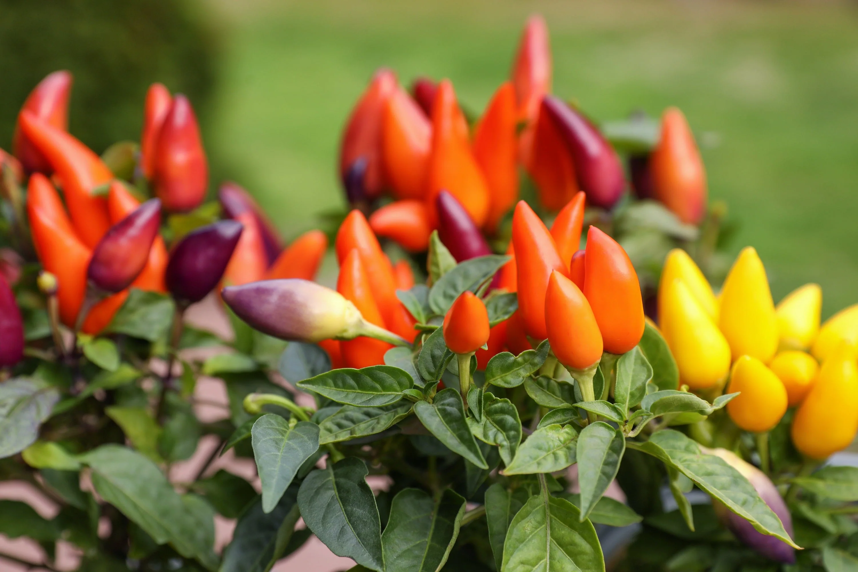 25 BOLIVIAN RAINBOW PEPPER Multi Colored Chili Capsicum Annuum Vegetable Seeds - Image 7