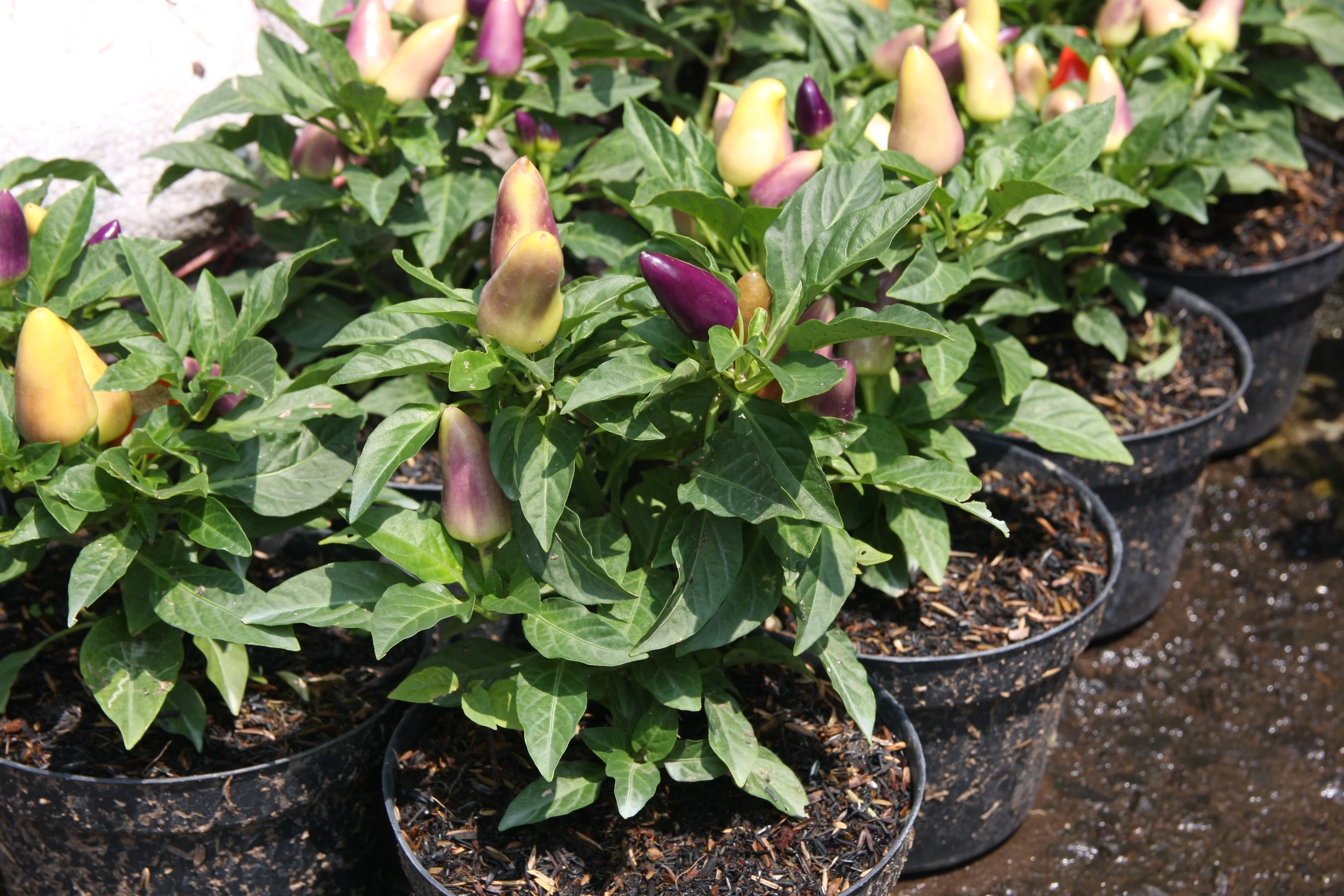 25 BOLIVIAN RAINBOW PEPPER Multi Colored Chili Capsicum Annuum Vegetable Seeds - Image 8