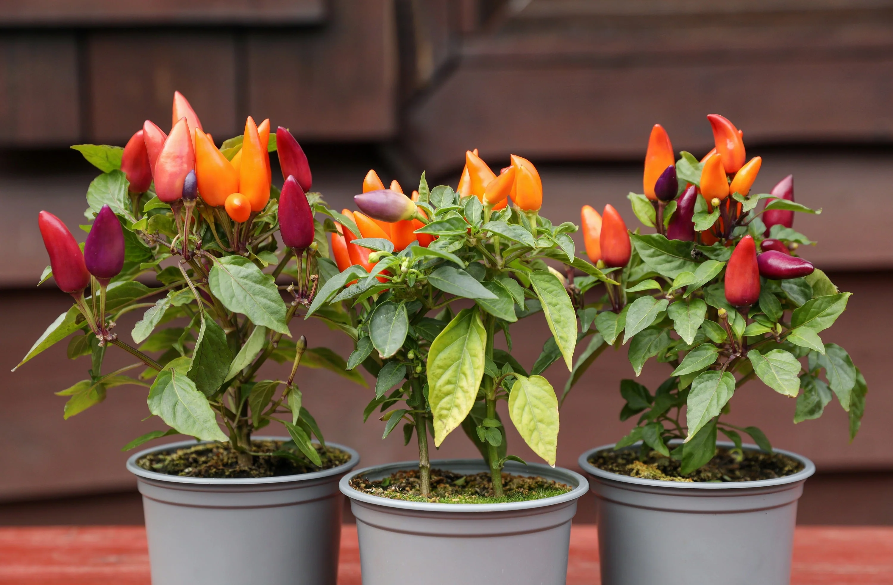25 BOLIVIAN RAINBOW PEPPER Multi Colored Chili Capsicum Annuum Vegetable Seeds - Image 9