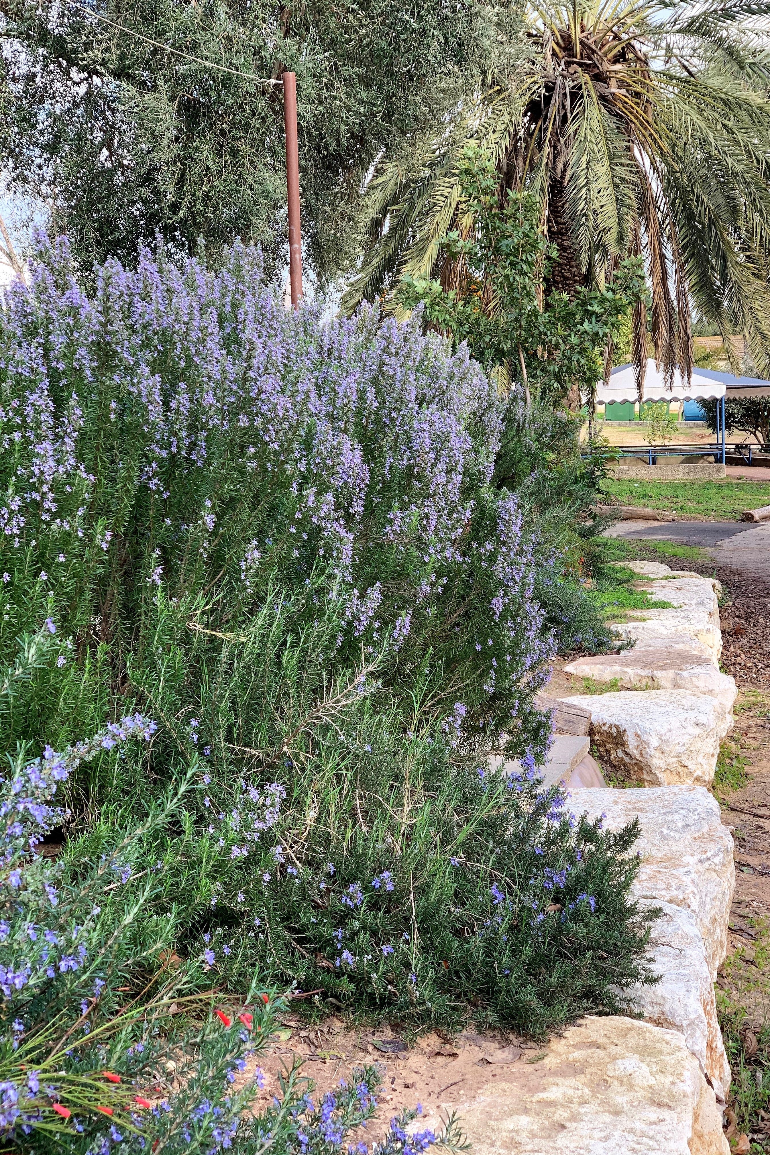 25 CHASTE BERRY TREE Vitex Agnus Castus Monk's Pepper Purple Fragrant Flower Seeds - Image 10
