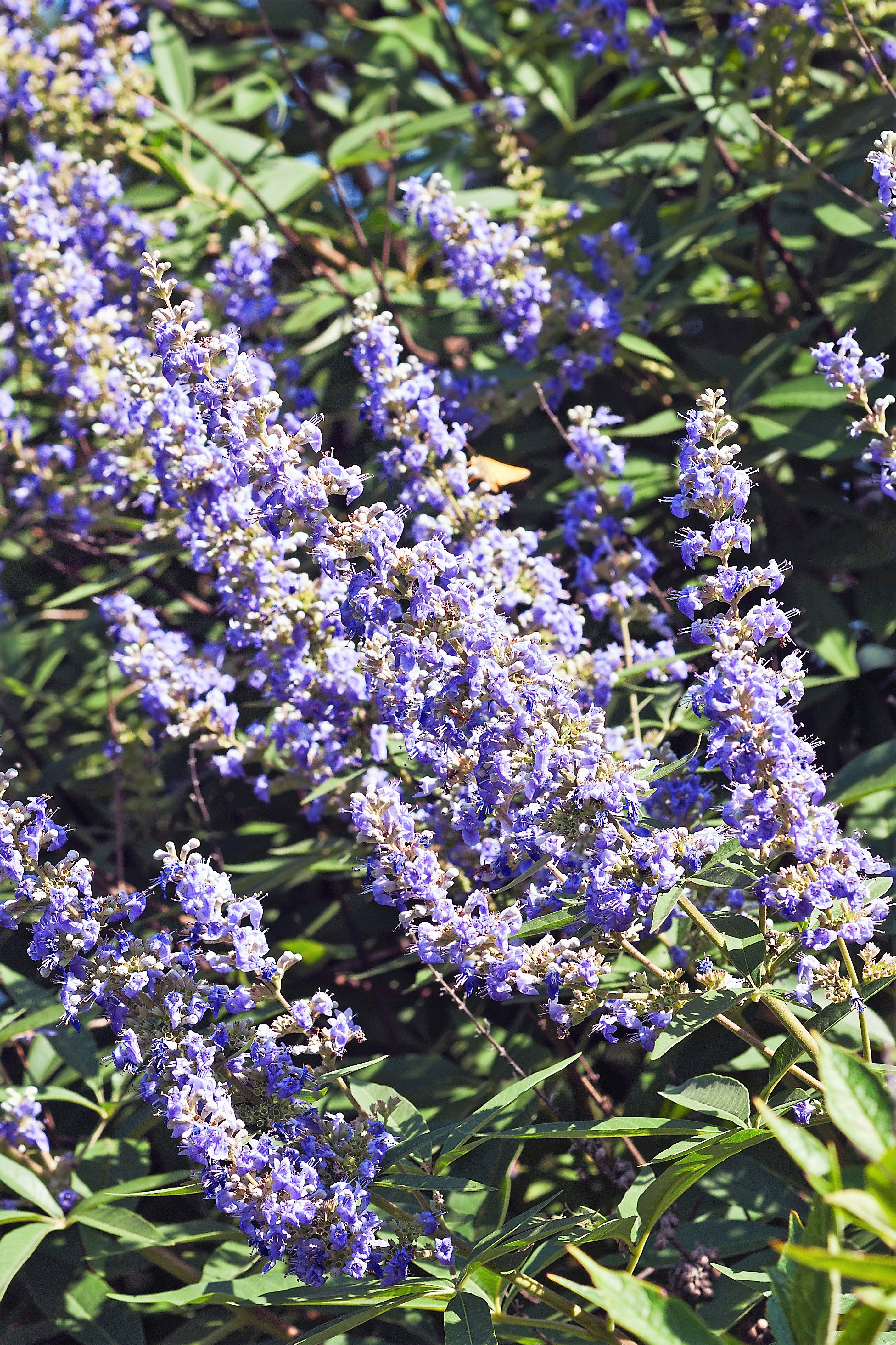25 CHASTE BERRY TREE Vitex Agnus Castus Monk's Pepper Purple Fragrant Flower Seeds - Image 11