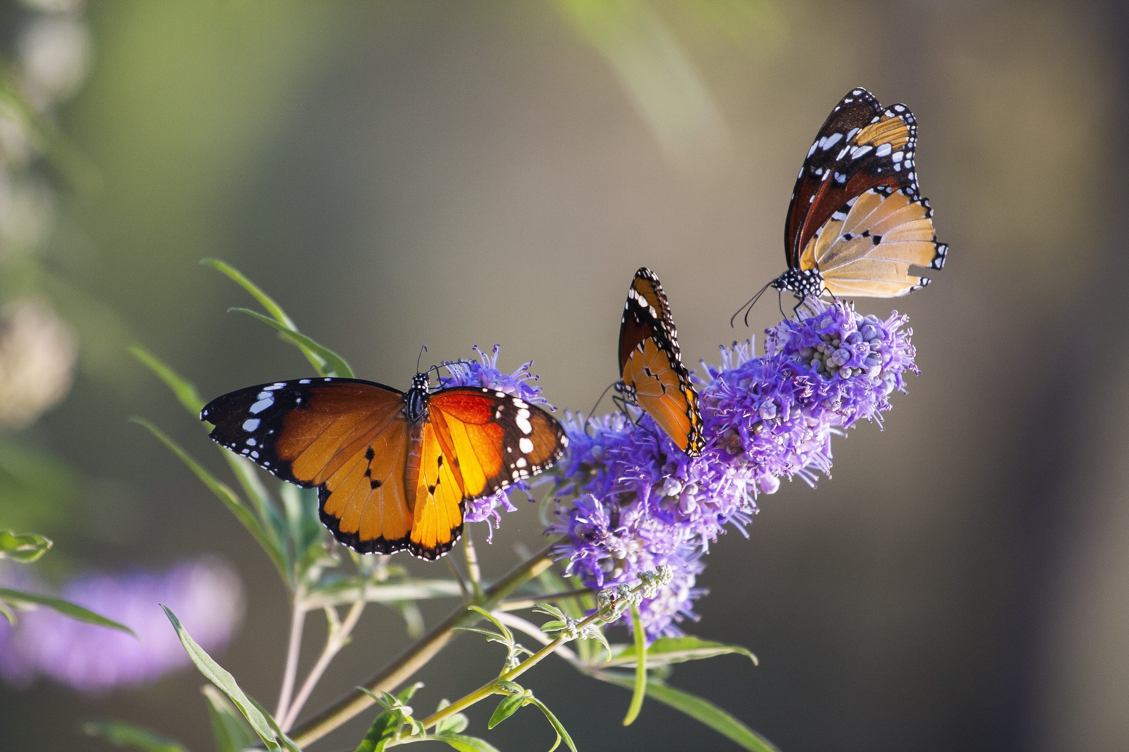 25 CHASTE BERRY TREE Vitex Agnus Castus Monk's Pepper Purple Fragrant Flower Seeds - Image 3