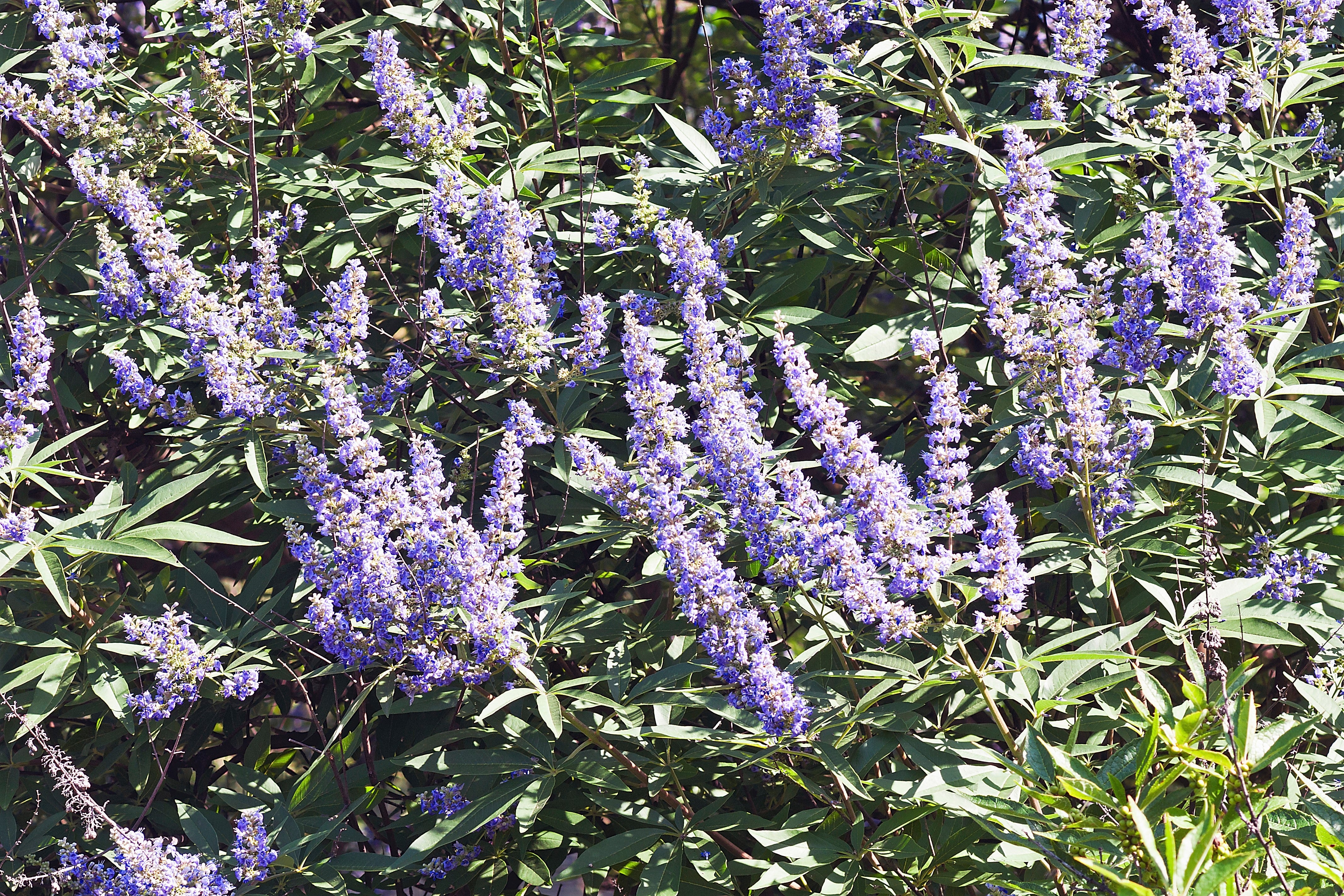 25 CHASTE BERRY TREE Vitex Agnus Castus Monk's Pepper Purple Fragrant Flower Seeds - Image 5