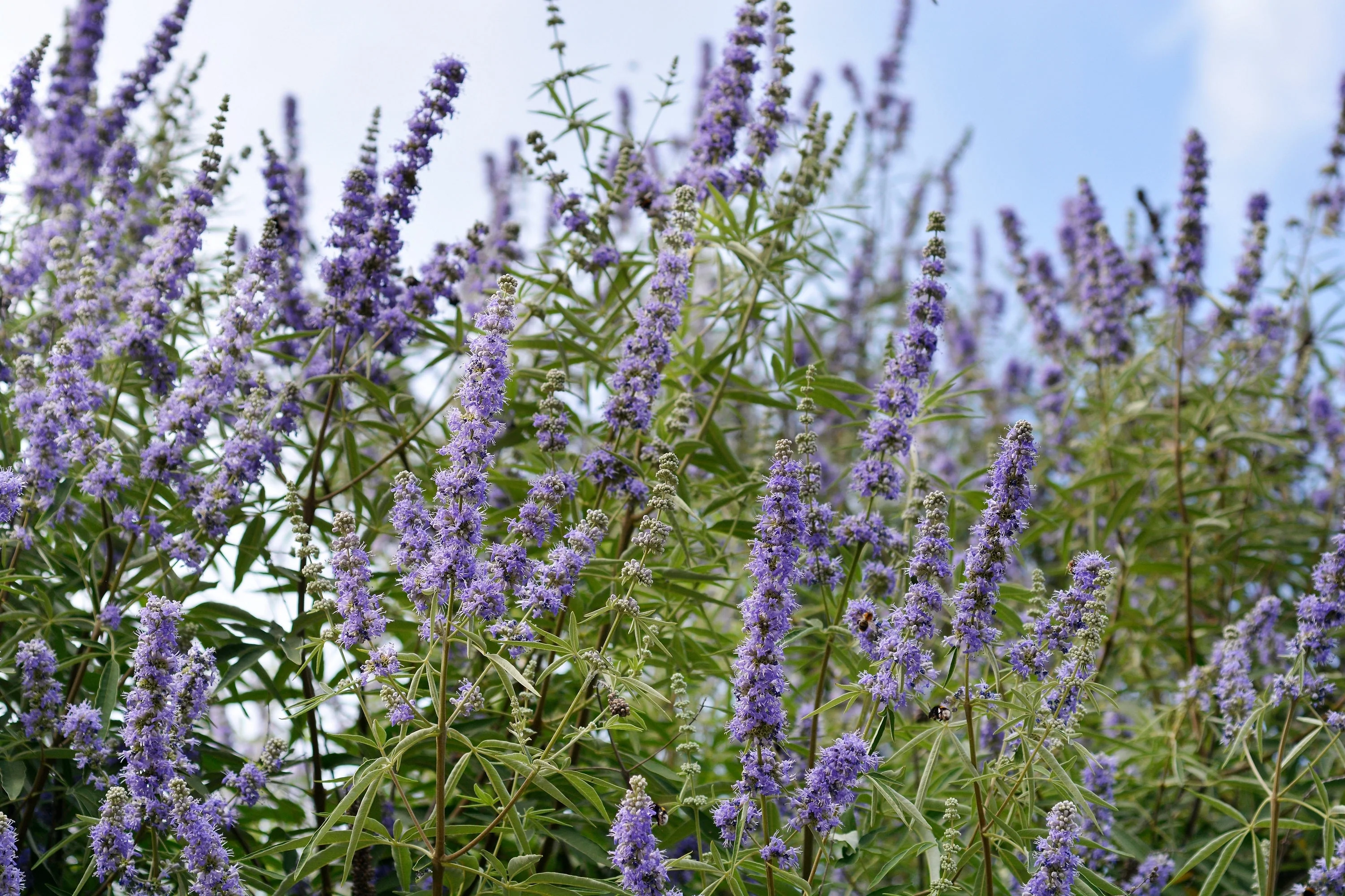 25 CHASTE BERRY TREE Vitex Agnus Castus Monk's Pepper Purple Fragrant Flower Seeds - Image 6