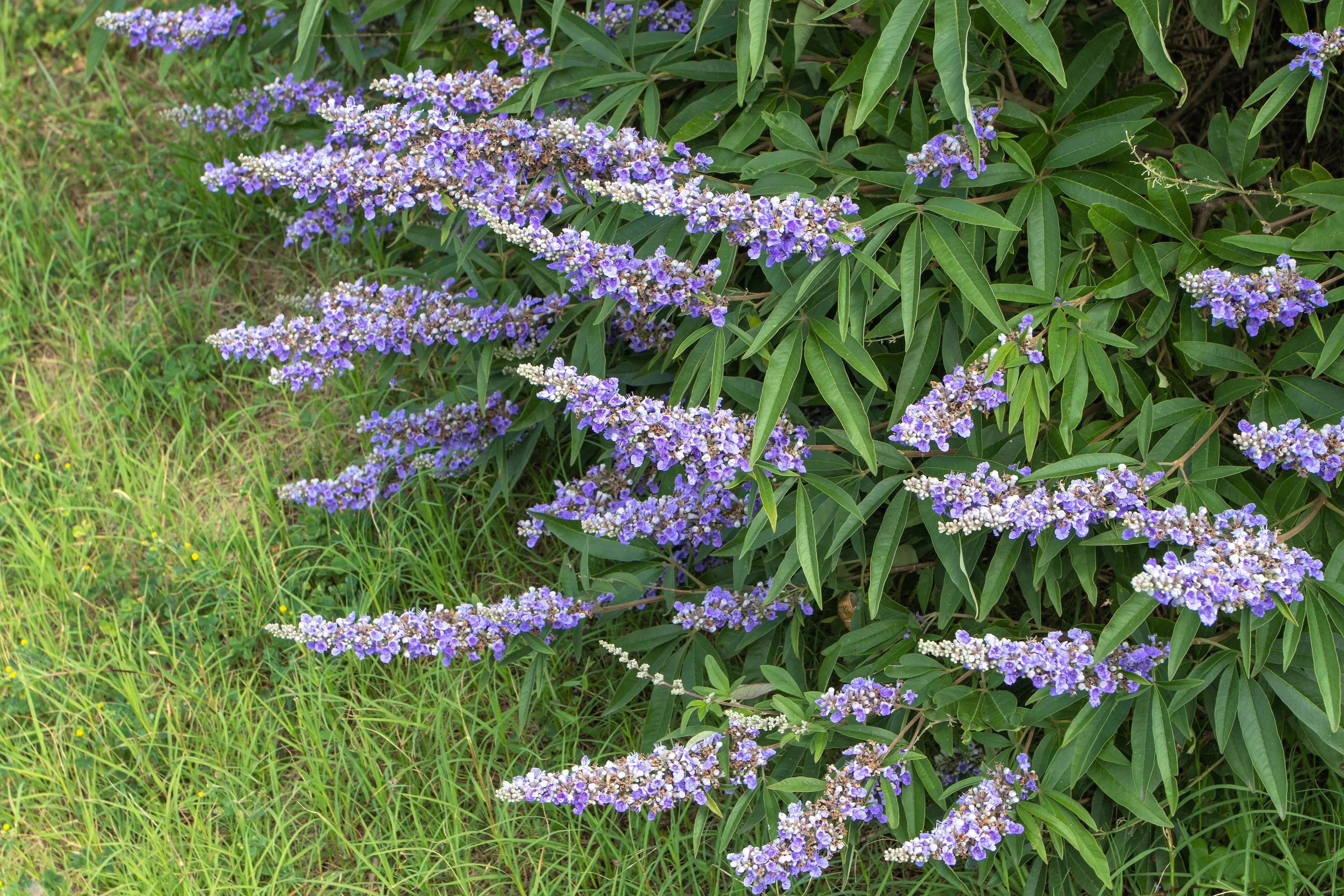 25 CHASTE BERRY TREE Vitex Agnus Castus Monk's Pepper Purple Fragrant Flower Seeds - Image 7