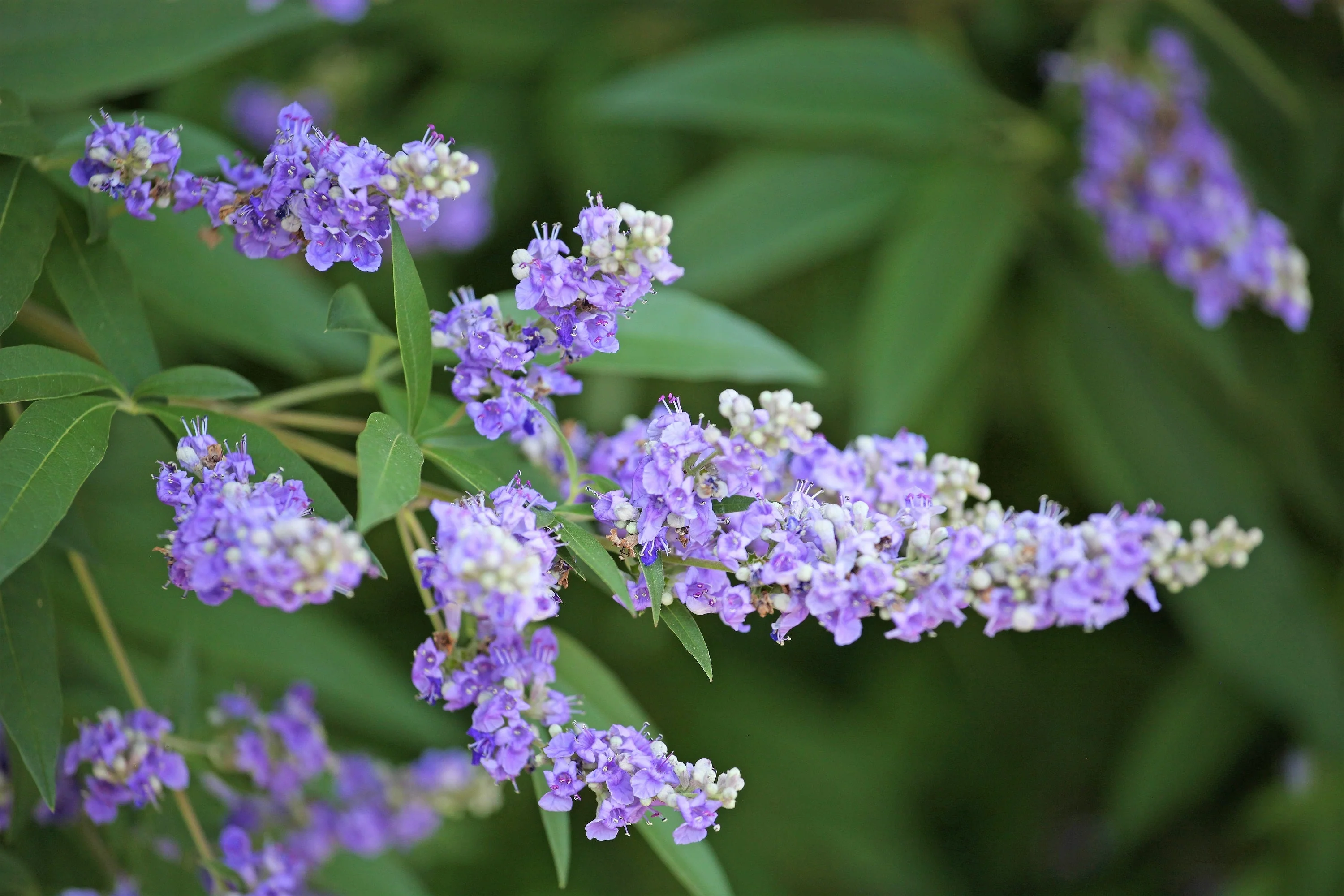 25 CHASTE BERRY TREE Vitex Agnus Castus Monk's Pepper Purple Fragrant Flower Seeds - Image 8