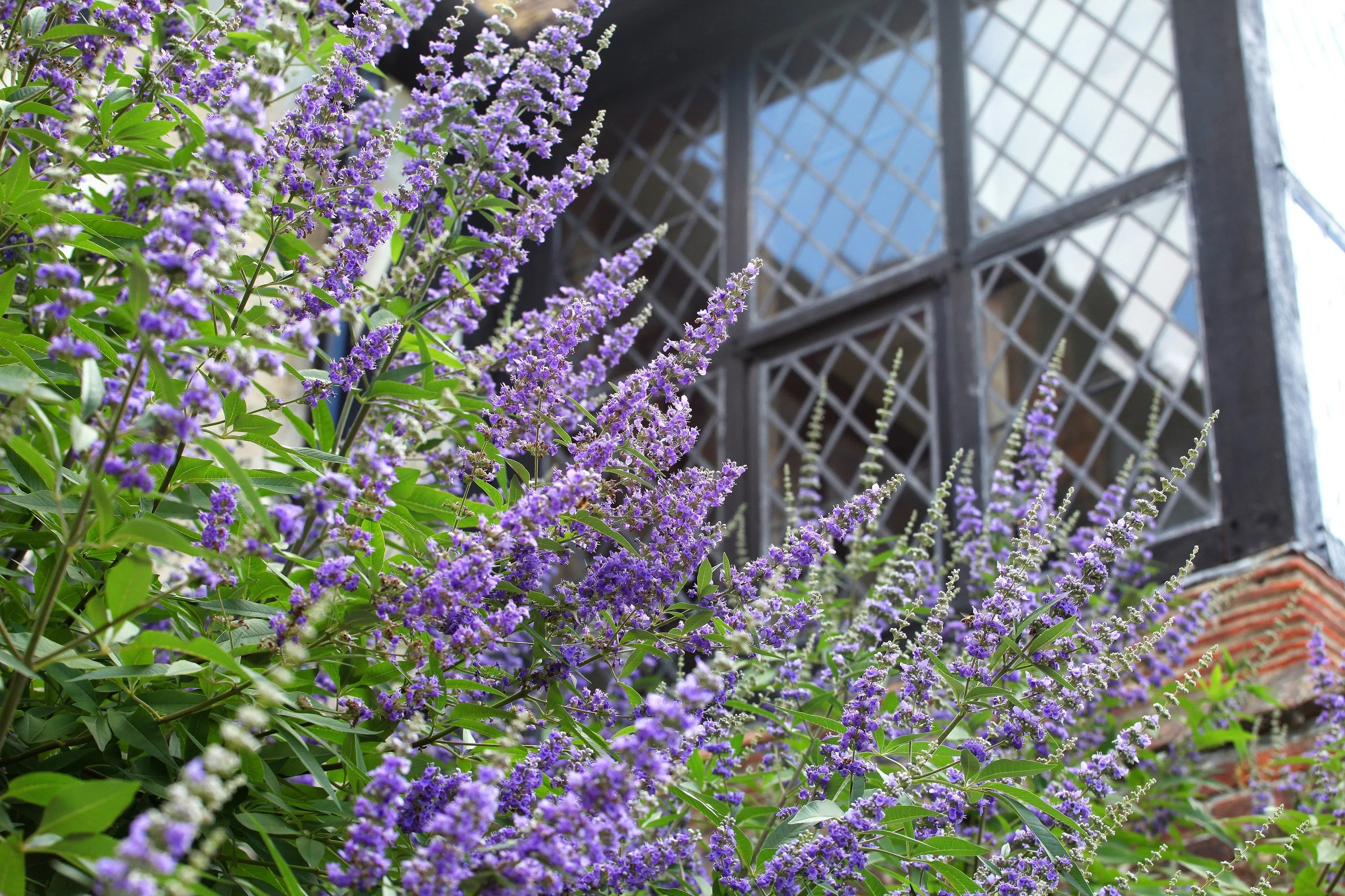 25 CHASTE BERRY TREE Vitex Agnus Castus Monk's Pepper Purple Fragrant Flower Seeds - Image 9