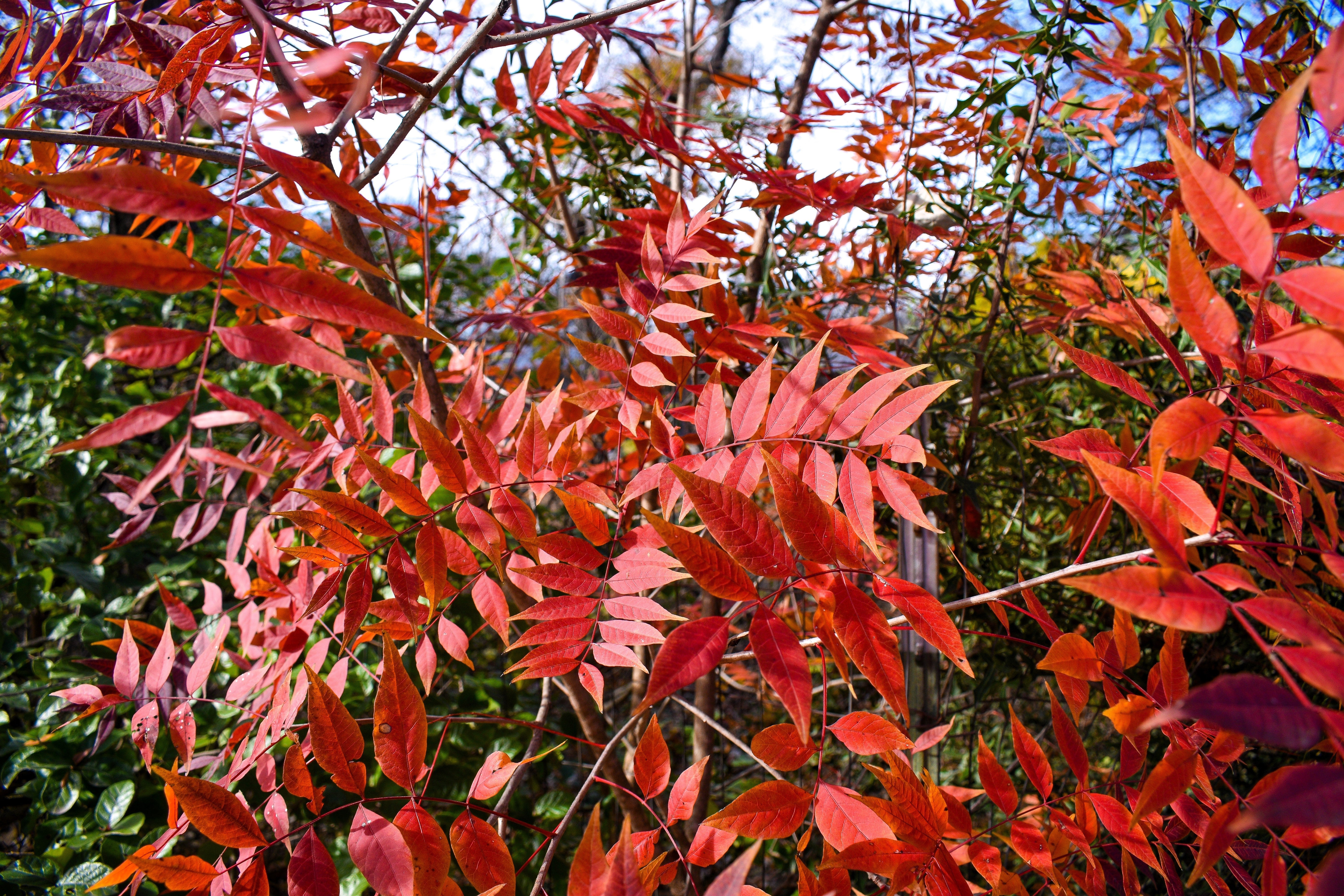 25 Chinese PISTACHIO Pistacia Chinensis Pistache Pistach Yellow Orange Red in Fall Mastic Tree Seeds - Image 3