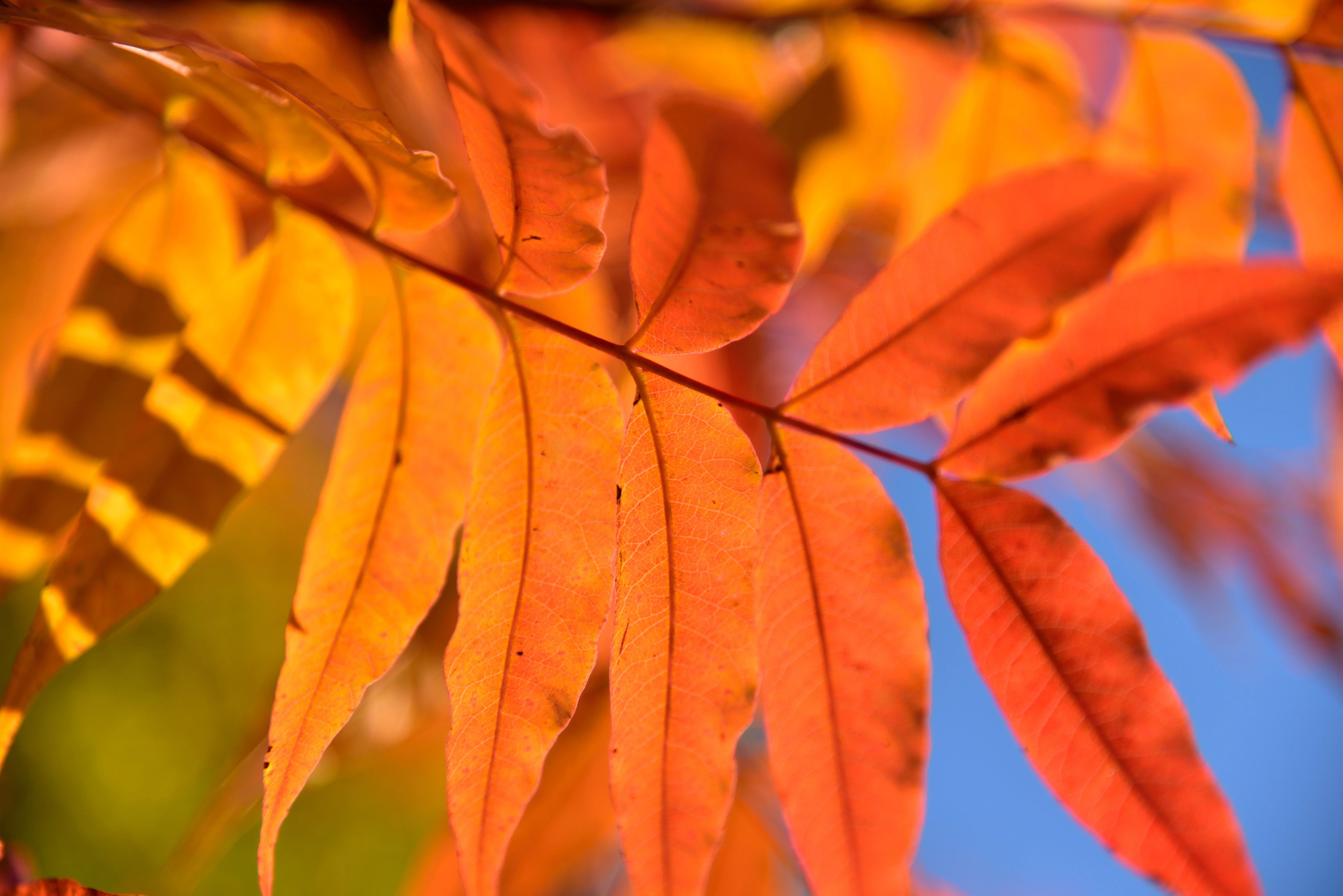 25 Chinese PISTACHIO Pistacia Chinensis Pistache Pistach Yellow Orange Red in Fall Mastic Tree Seeds - Image 4