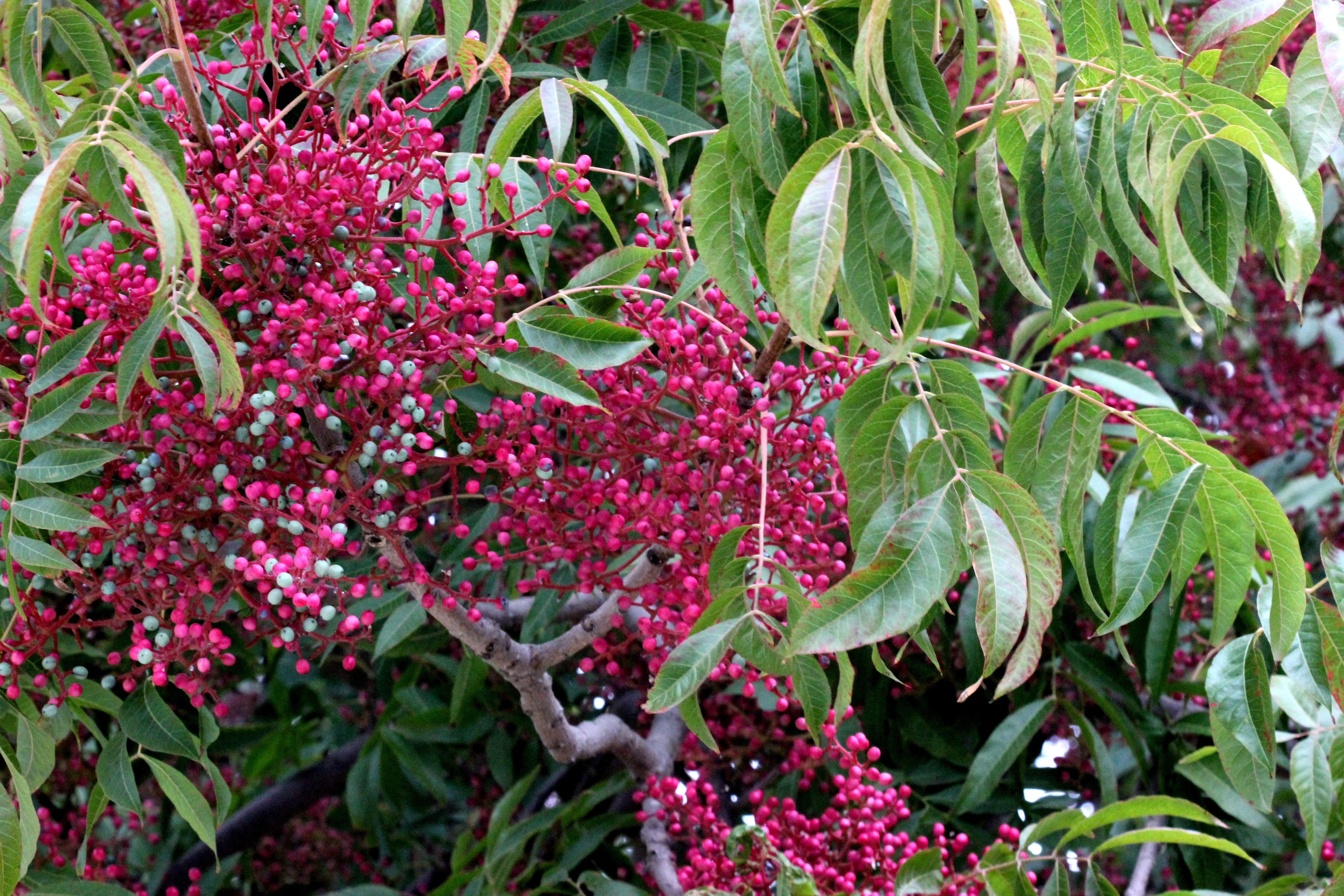 25 Chinese PISTACHIO Pistacia Chinensis Pistache Pistach Yellow Orange Red in Fall Mastic Tree Seeds - Image 5