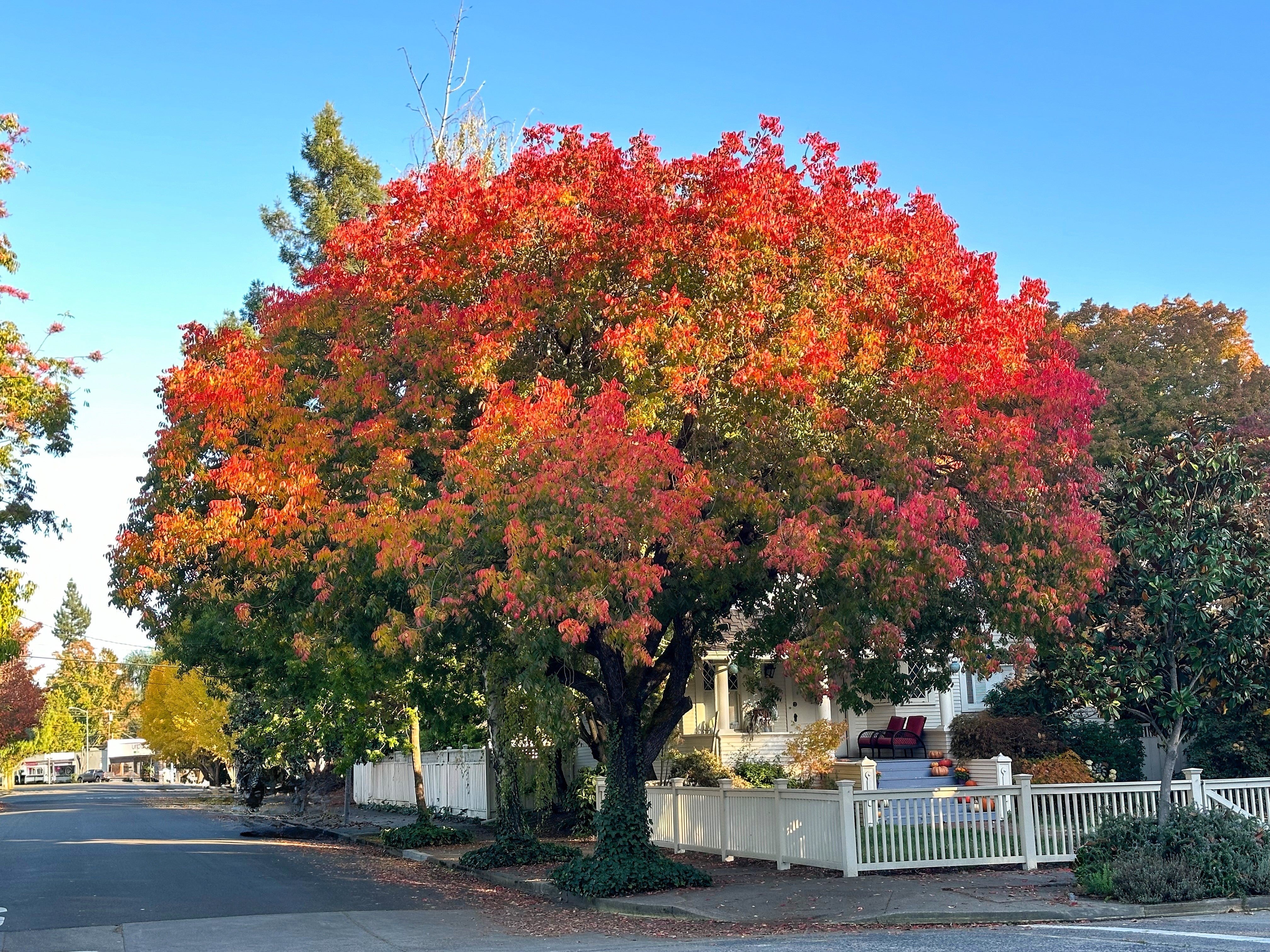 25 Chinese PISTACHIO Pistacia Chinensis Pistache Pistach Yellow Orange Red in Fall Mastic Tree Seeds - Image 6