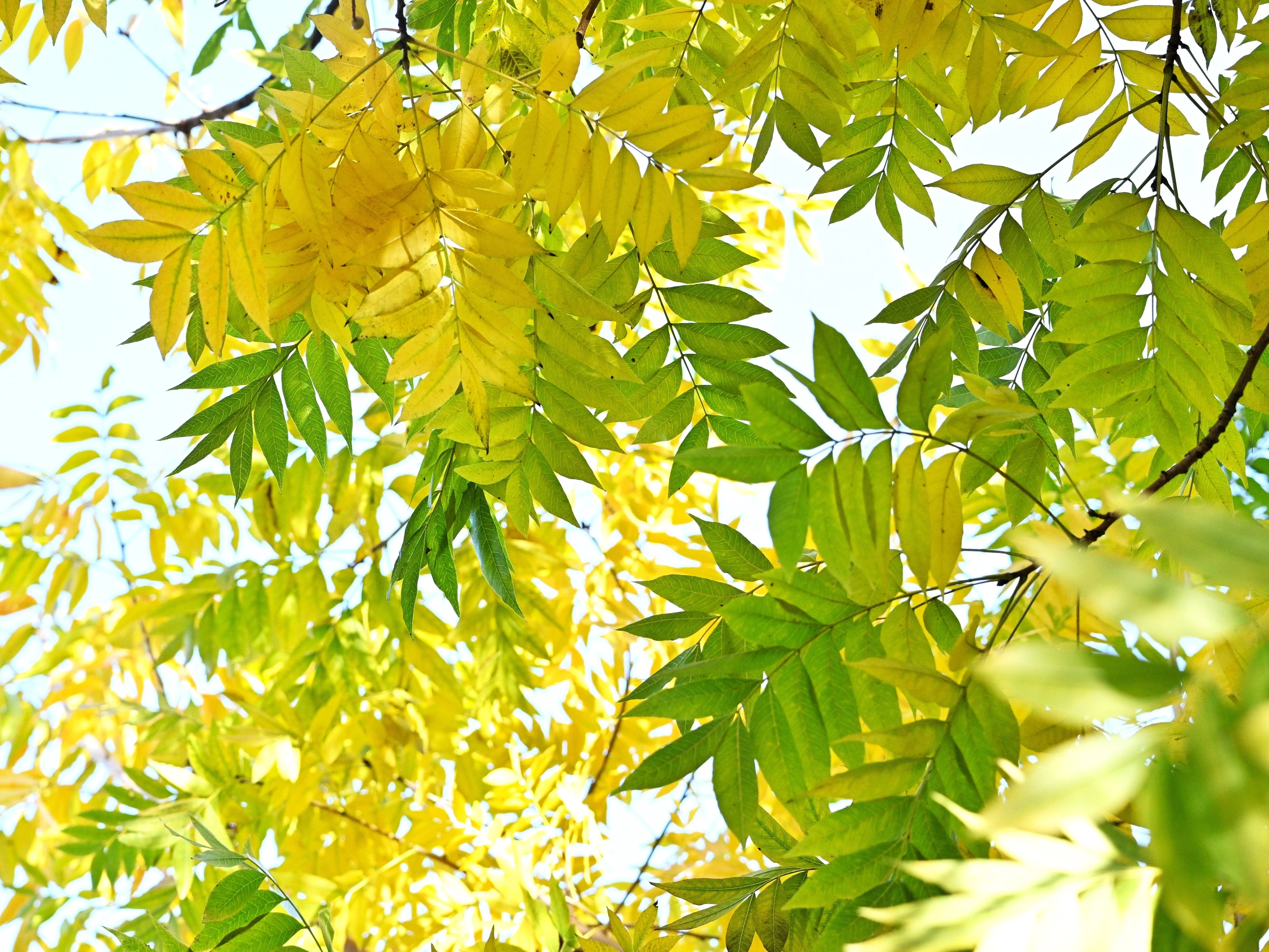 25 Chinese PISTACHIO Pistacia Chinensis Pistache Pistach Yellow Orange Red in Fall Mastic Tree Seeds - Image 7