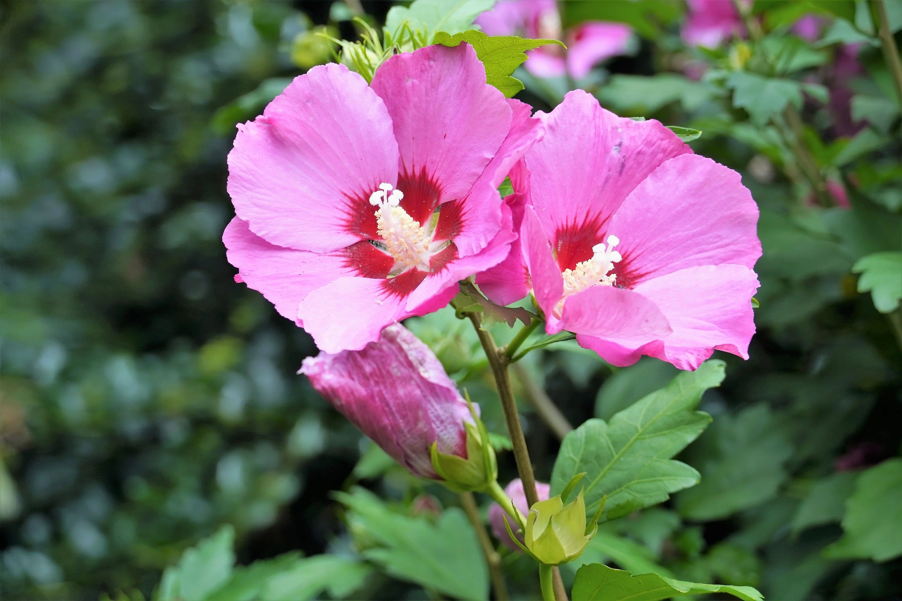 25 Dark Pink ROSE Of SHARON HIBISCUS Syriacus Flower Tree Bush Seeds - Image 10