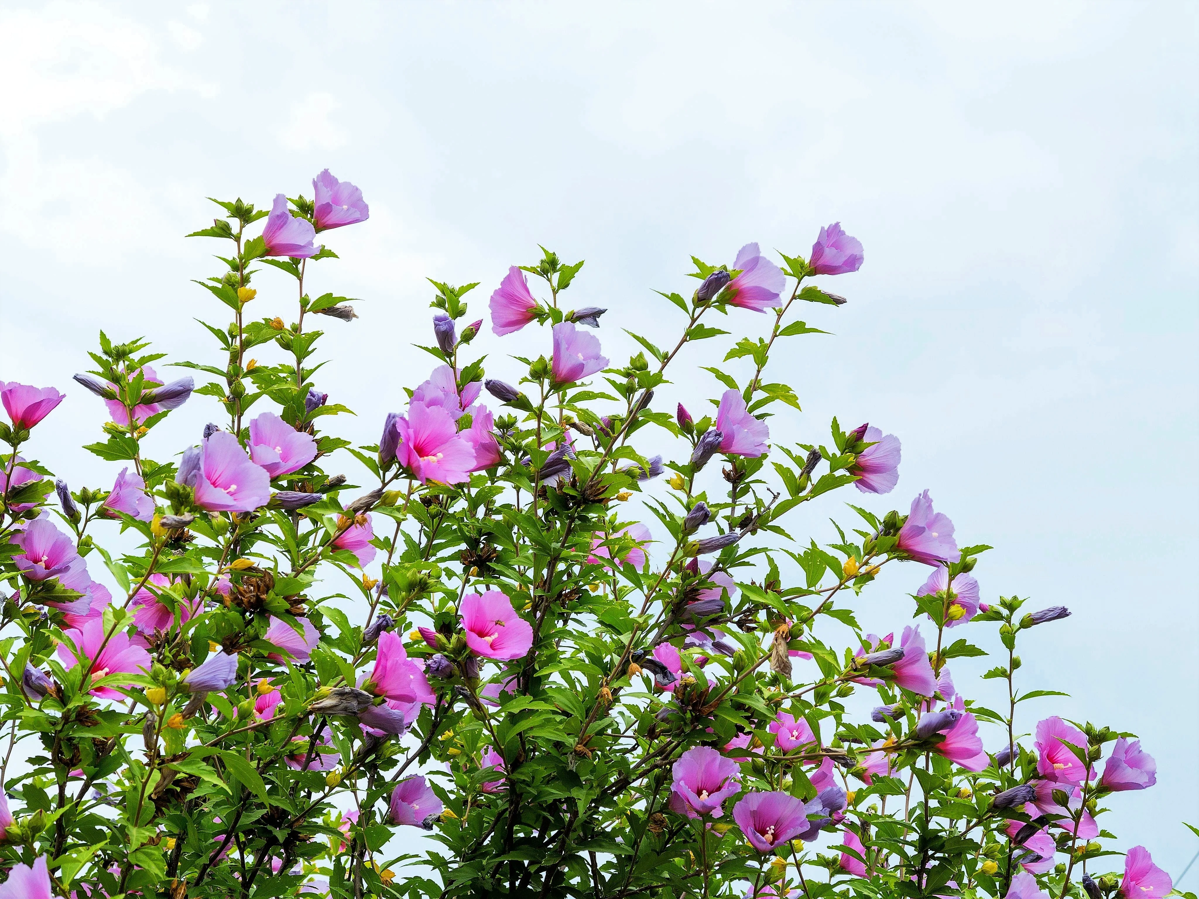 25 Dark Pink ROSE Of SHARON HIBISCUS Syriacus Flower Tree Bush Seeds - Image 11