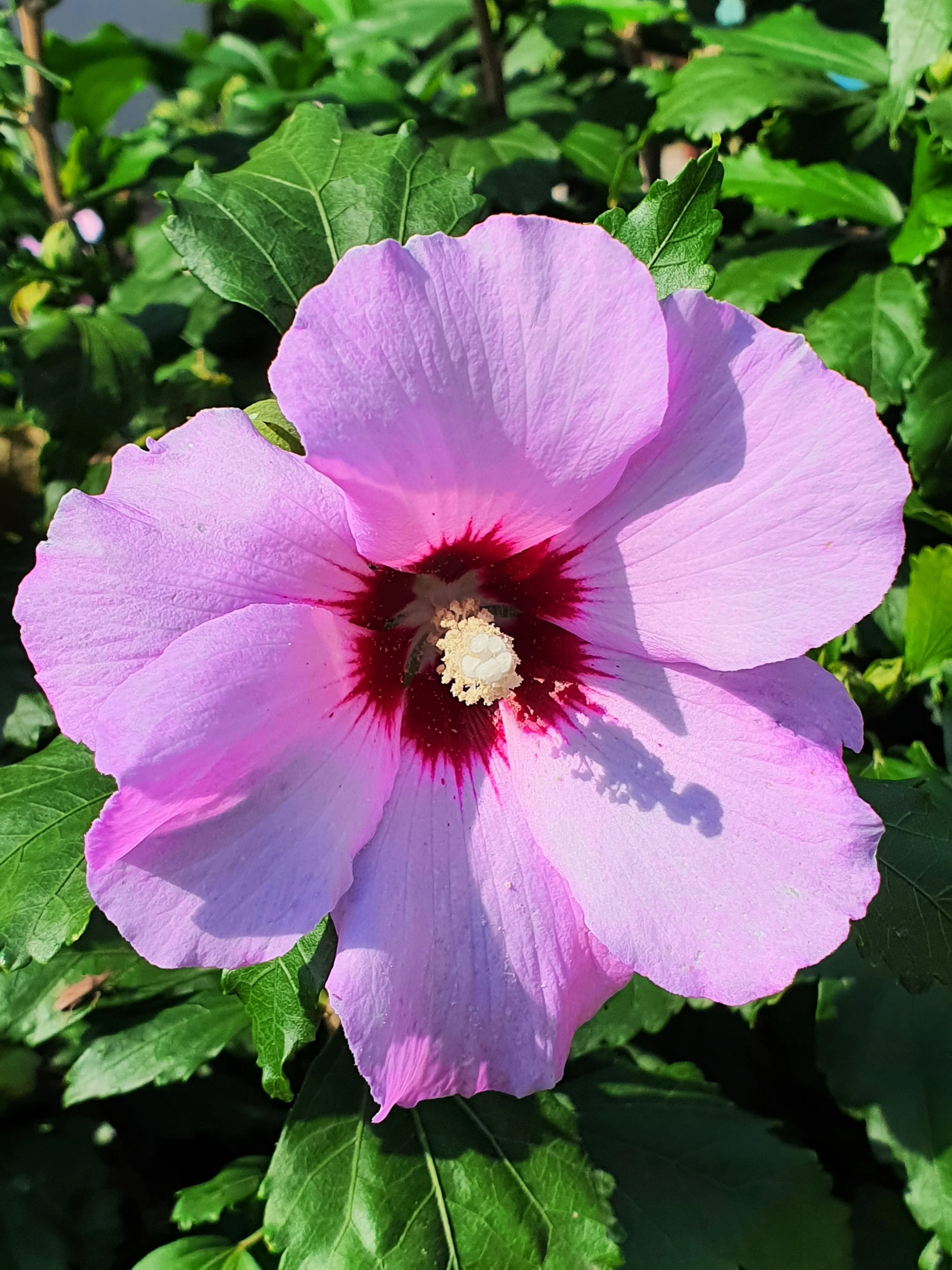 25 Dark Pink ROSE Of SHARON HIBISCUS Syriacus Flower Tree Bush Seeds - Image 12