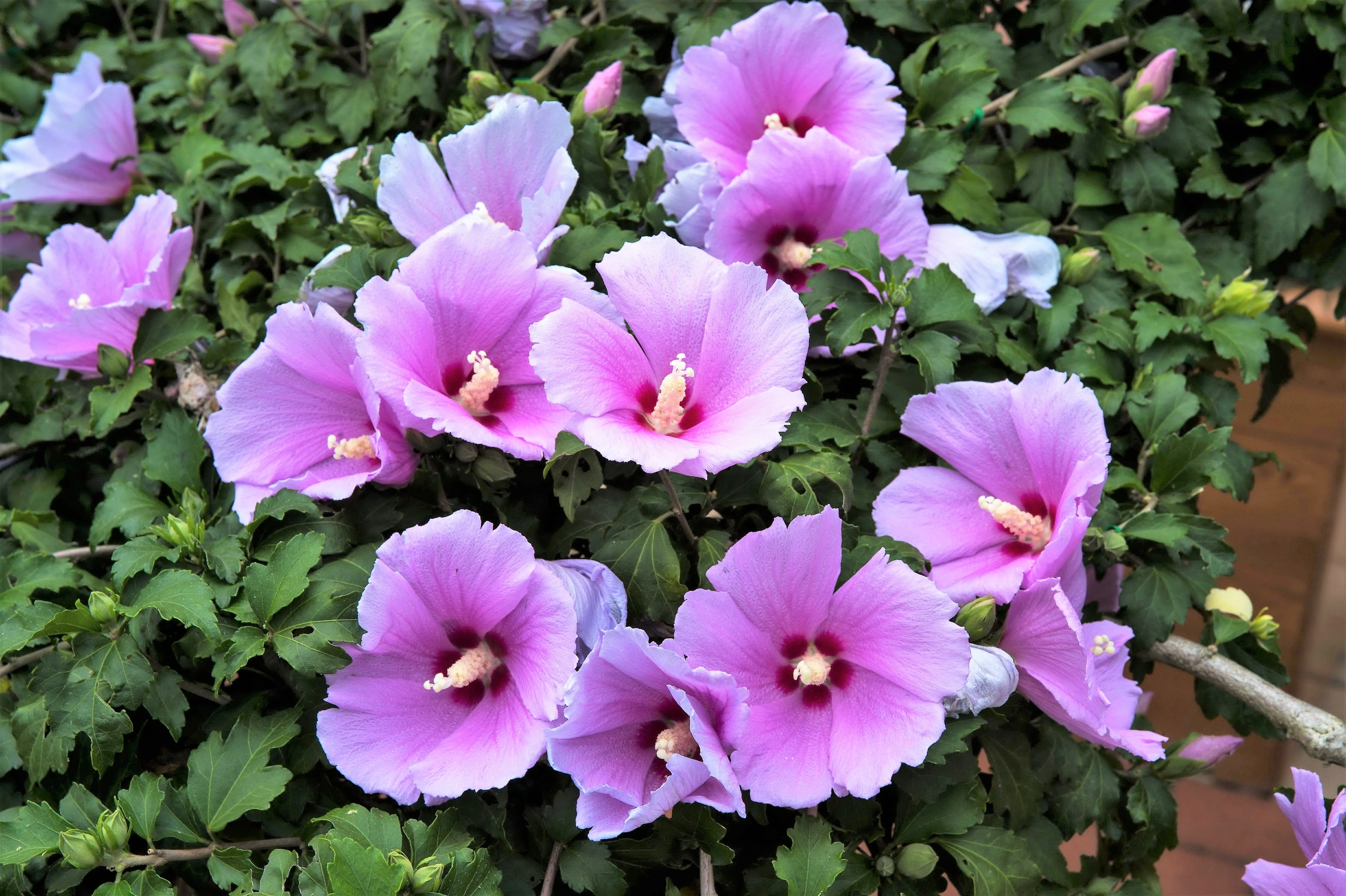 25 Dark Pink ROSE Of SHARON HIBISCUS Syriacus Flower Tree Bush Seeds - Image 2