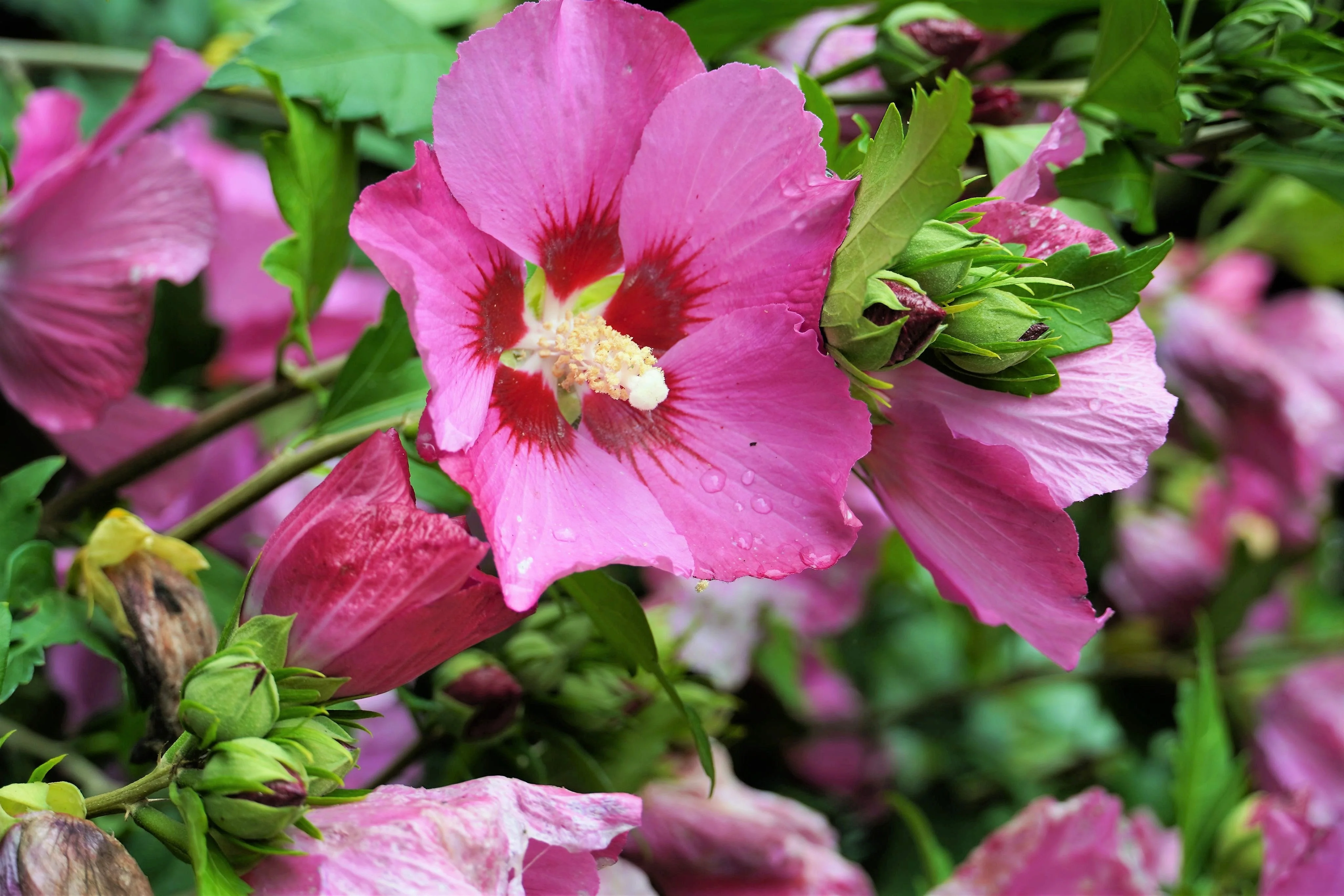 25 Dark Pink ROSE Of SHARON HIBISCUS Syriacus Flower Tree Bush Seeds - Image 4