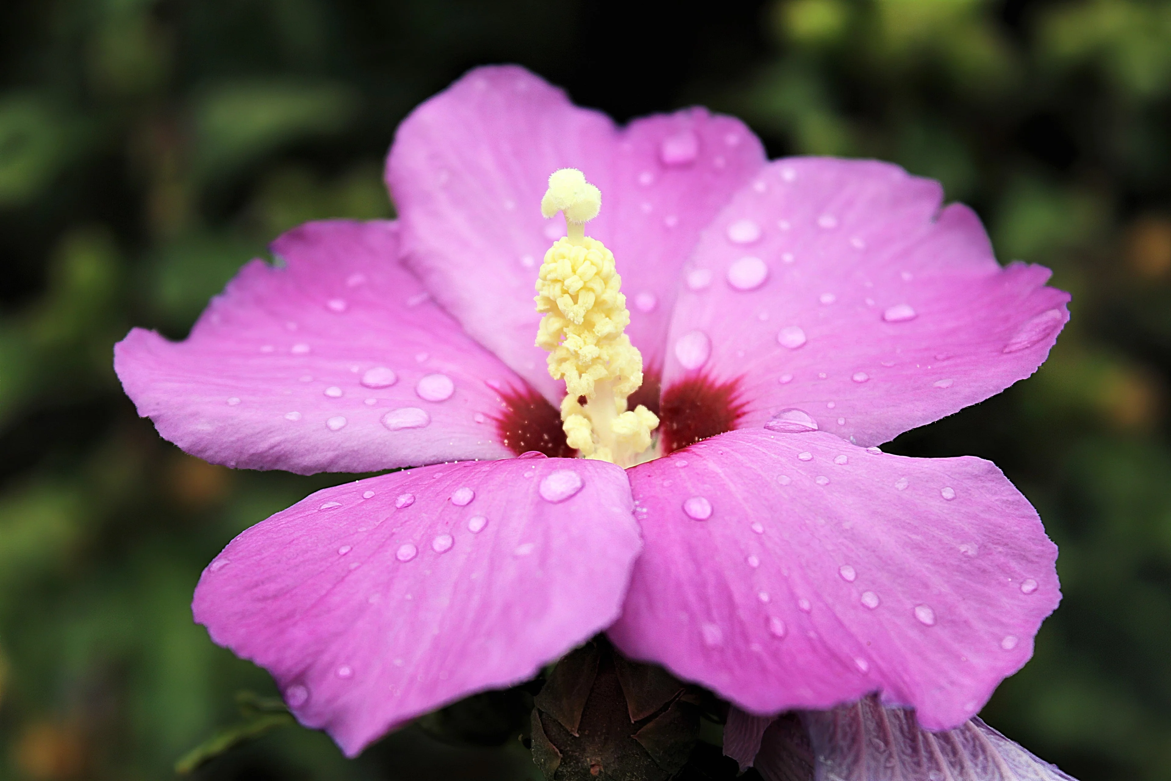 25 Dark Pink ROSE Of SHARON HIBISCUS Syriacus Flower Tree Bush Seeds - Image 5