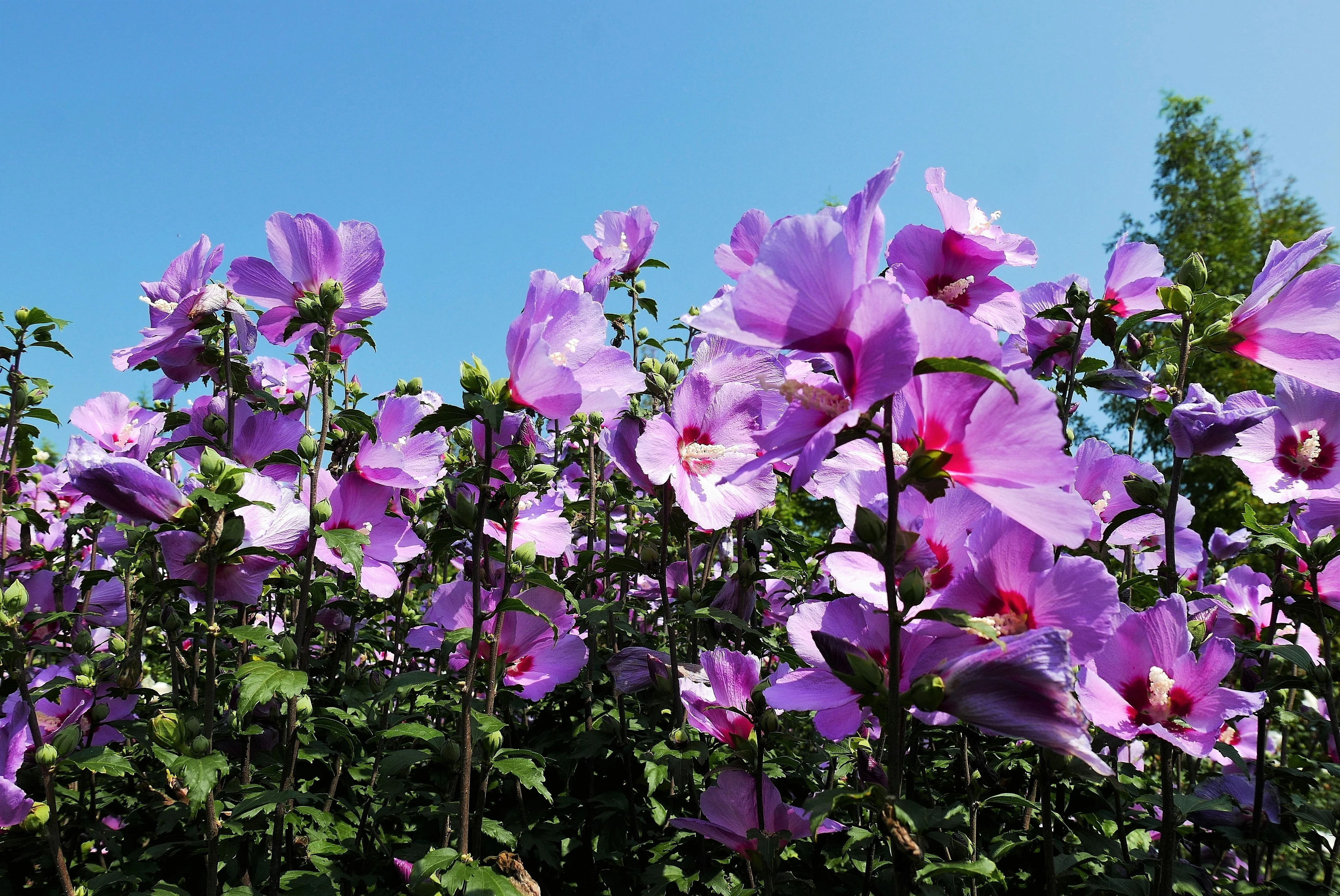 25 Dark Pink ROSE Of SHARON HIBISCUS Syriacus Flower Tree Bush Seeds - Image 9
